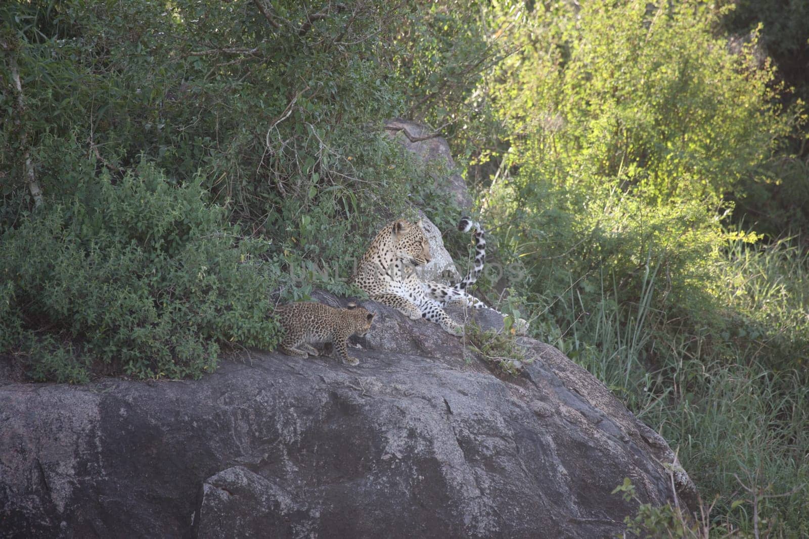 Leopard Kenya Africa savannah wild animal cat mammal
