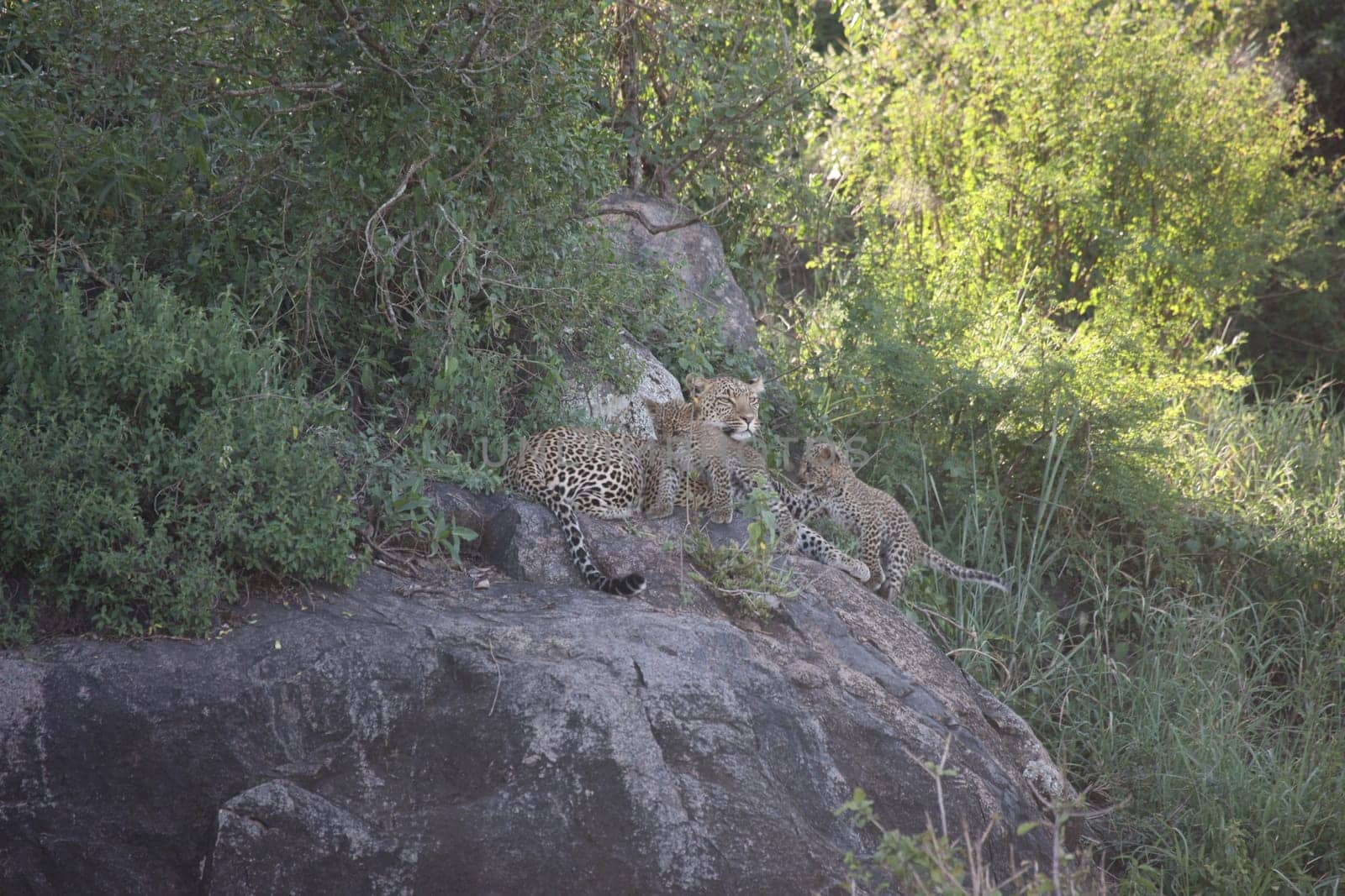 Leopard Kenya Africa savannah wild animal cat mammal