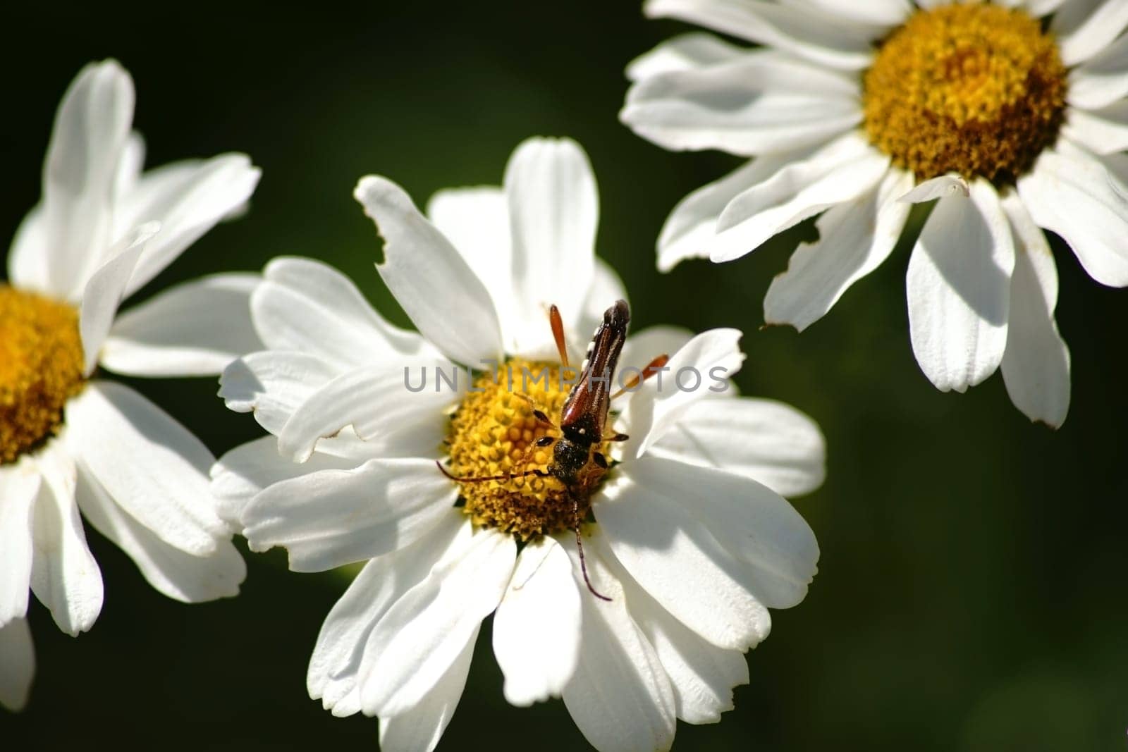 The macro close-up of a longhorn beetle,brown-reddish pointed blanket buck,on a white daisy.