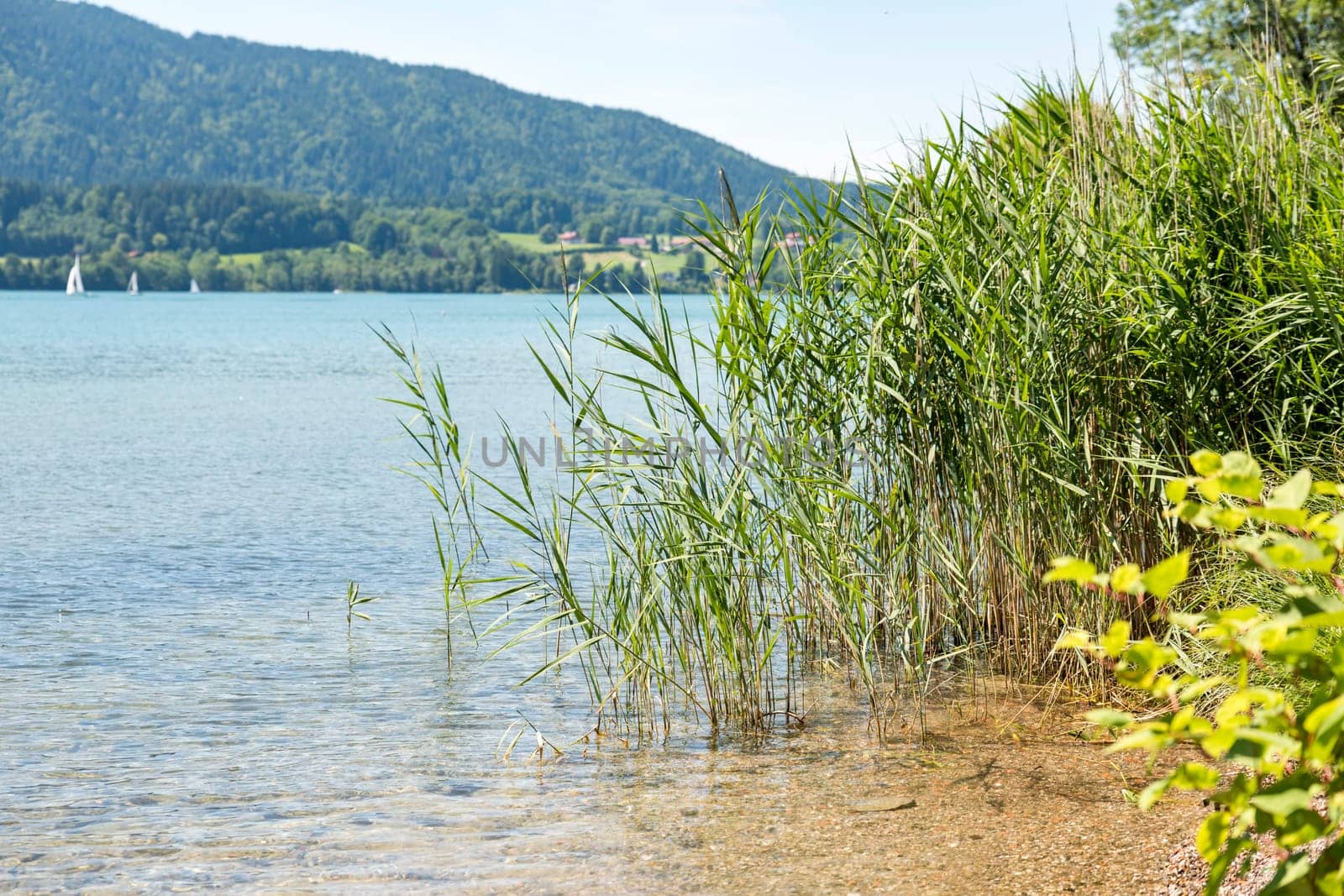 Shore of Lake Tegernsee in Bavaria with reeds and stones