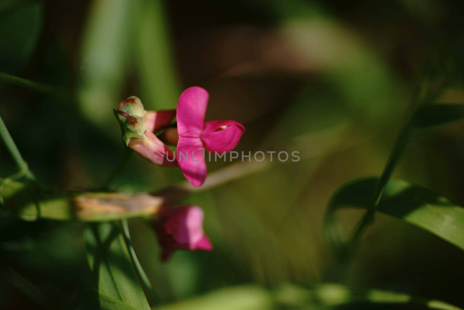 The close-up of the purple butterfly flowers of the Platterbse.