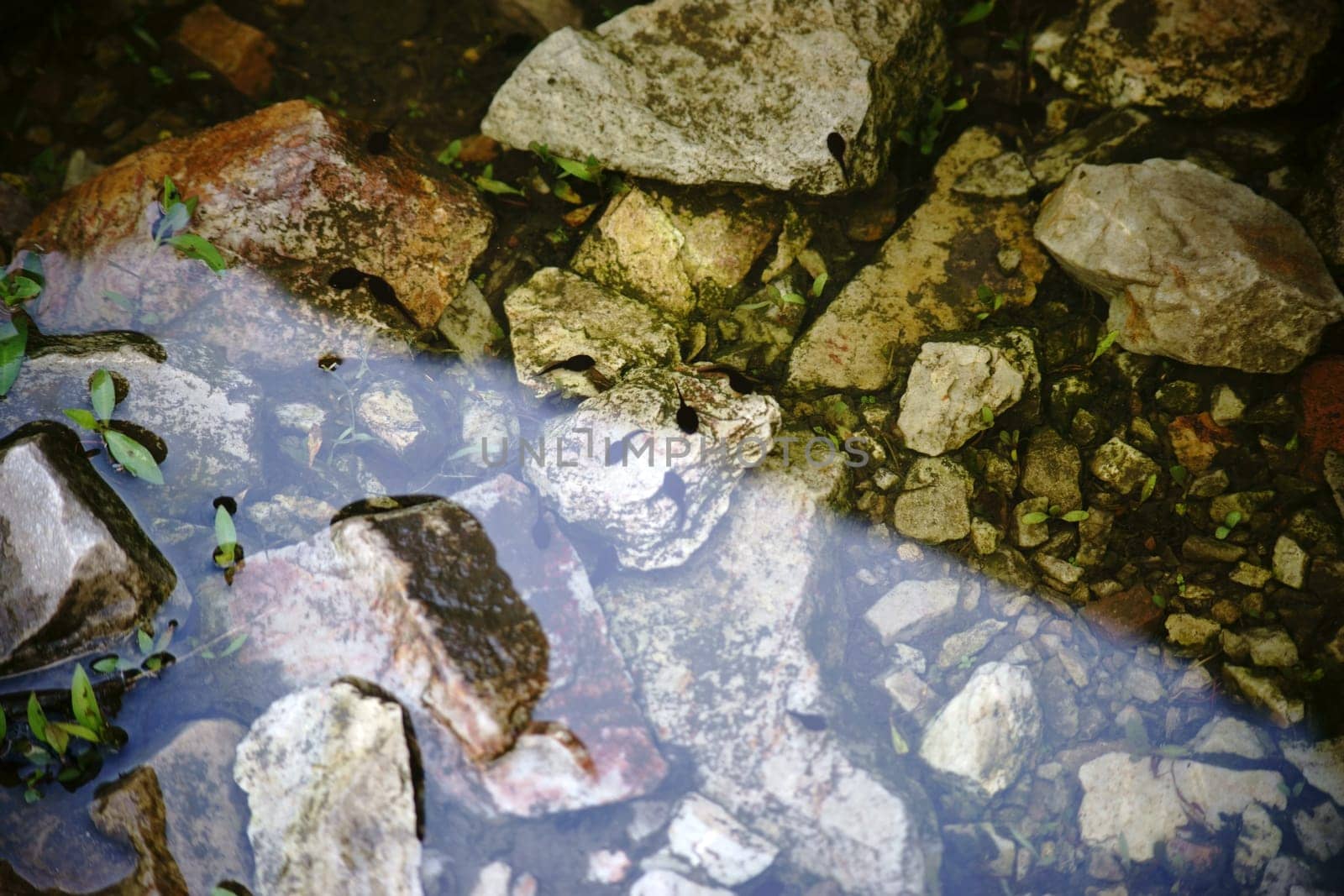 Tadpoles swim and hide in the mud and at the edge of a pond.