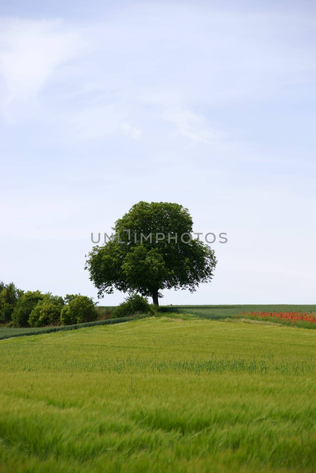 A tree stands on the top of a hilly landscape behind meadows and fields.