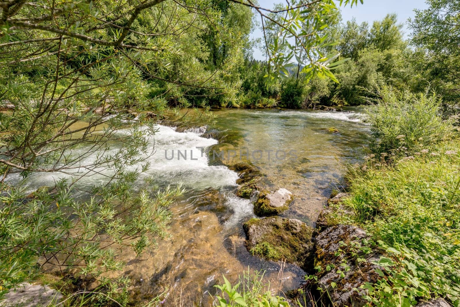 Mountain stream flows through the forest