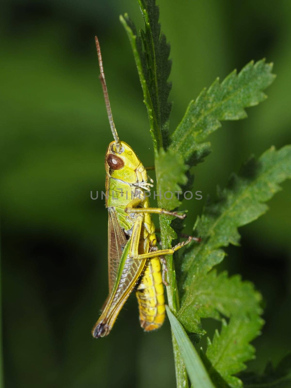 Meadow grasshopper