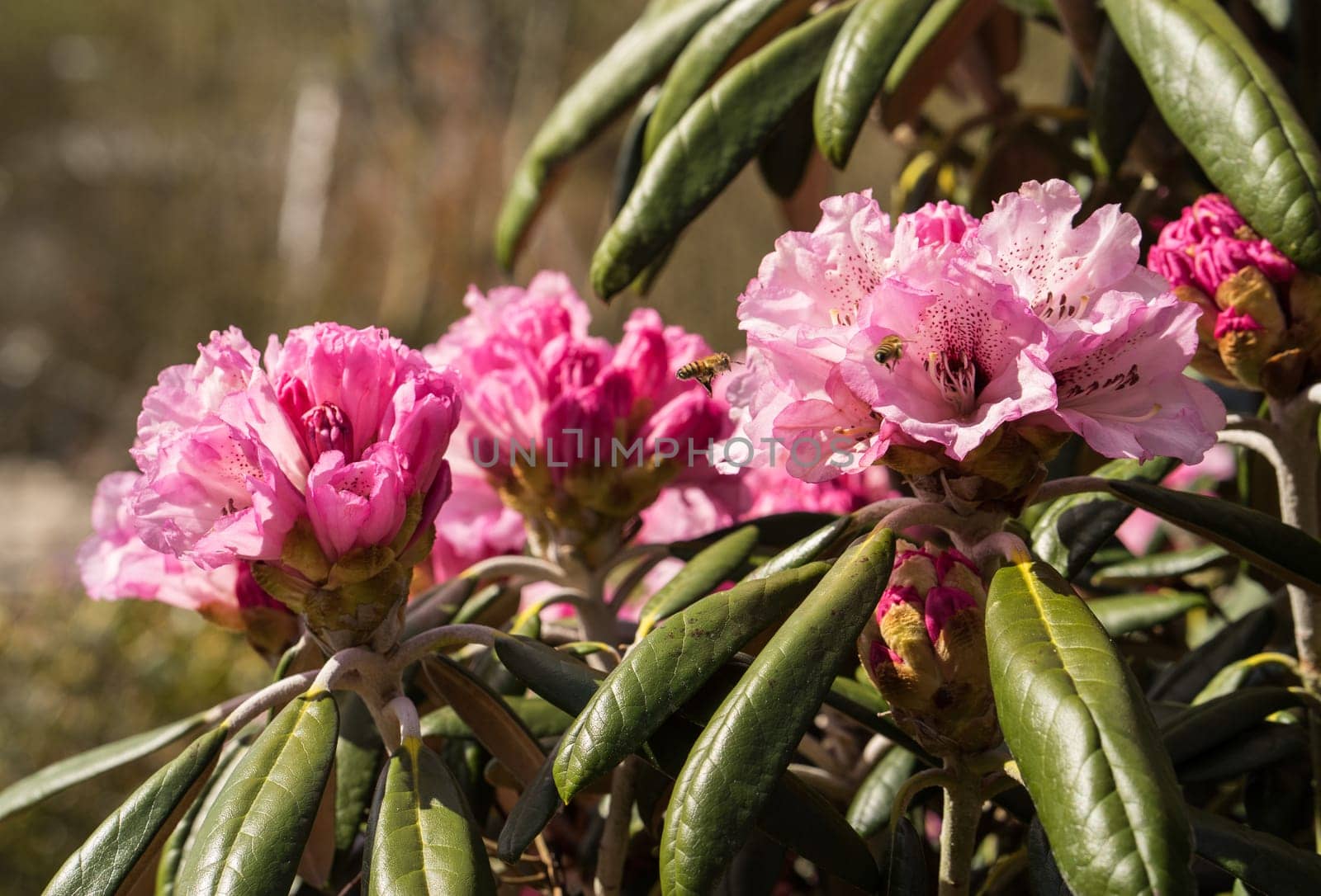 Rhododendron aganniphum flowers in full bloom in spring with beautiful decorative bright pink flowers