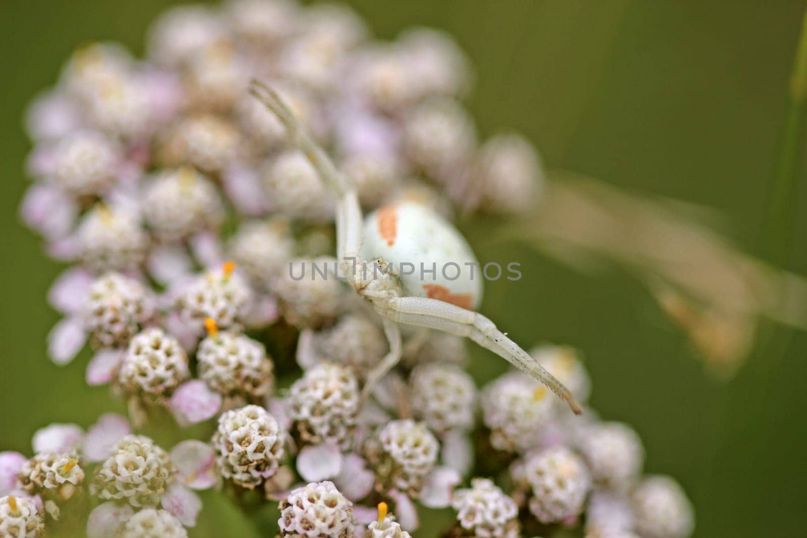 Female variable crab spider (Misumena vatia) on yarrow (Achillea millefolium)