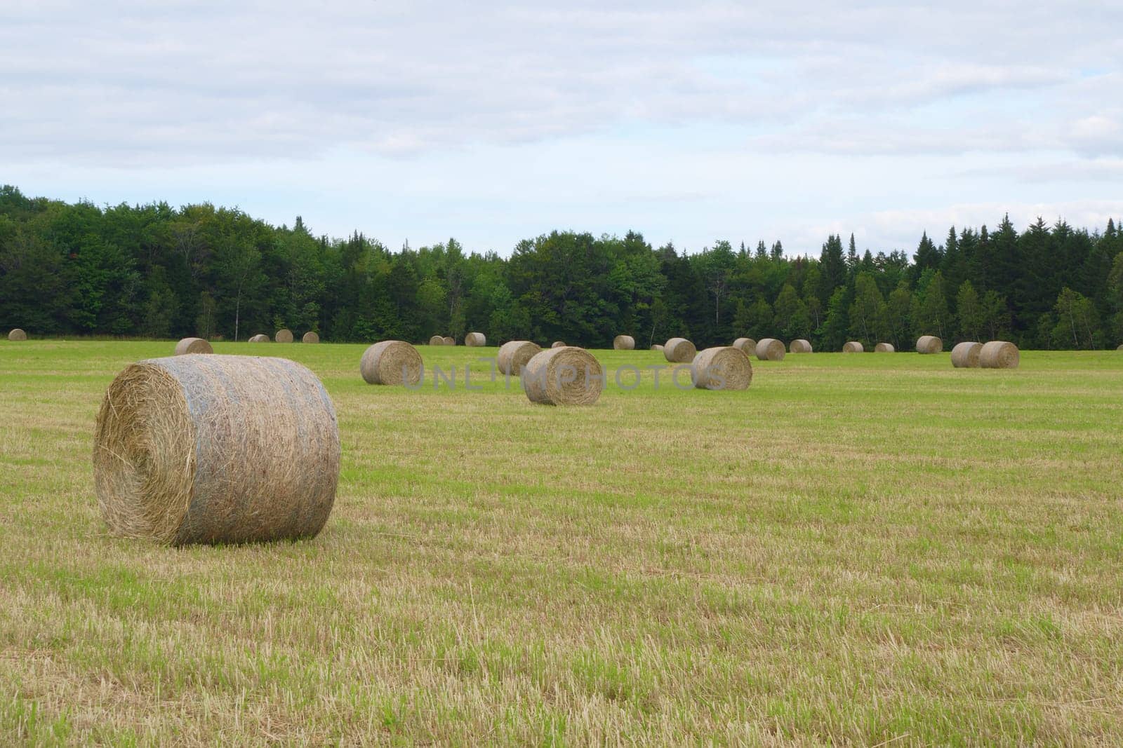 circle hay bales country farm field meadow landscape agriculture rural pasture