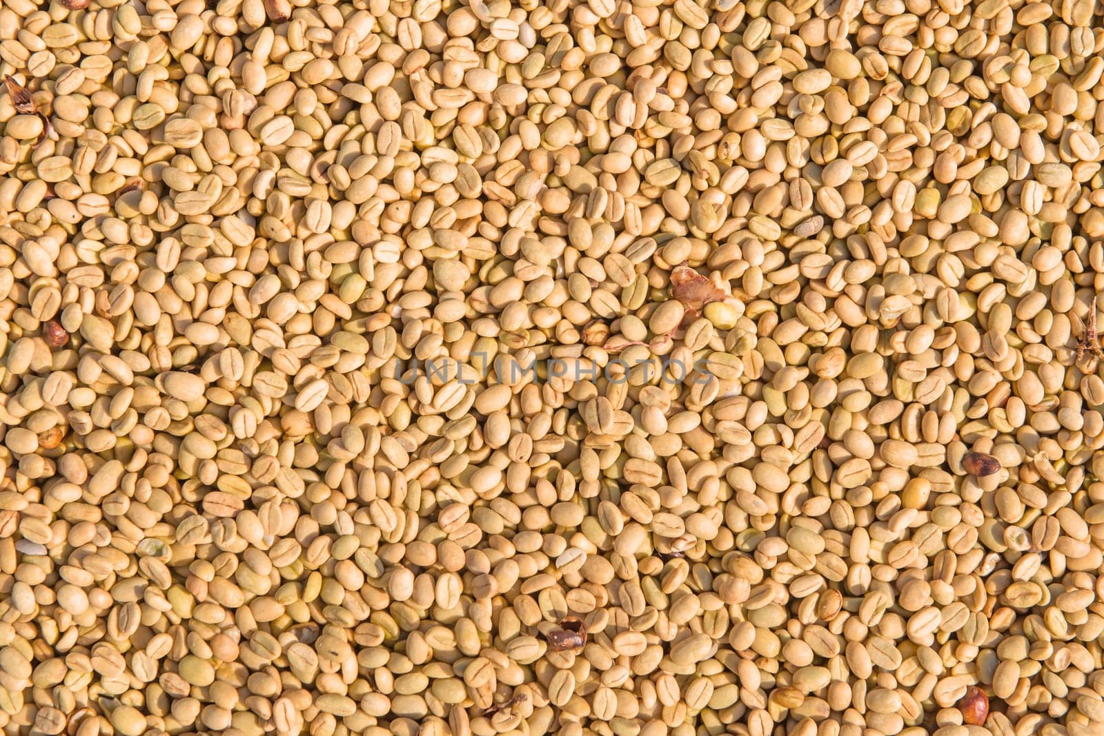 Arabica coffee beans in sunny, before roasted.
