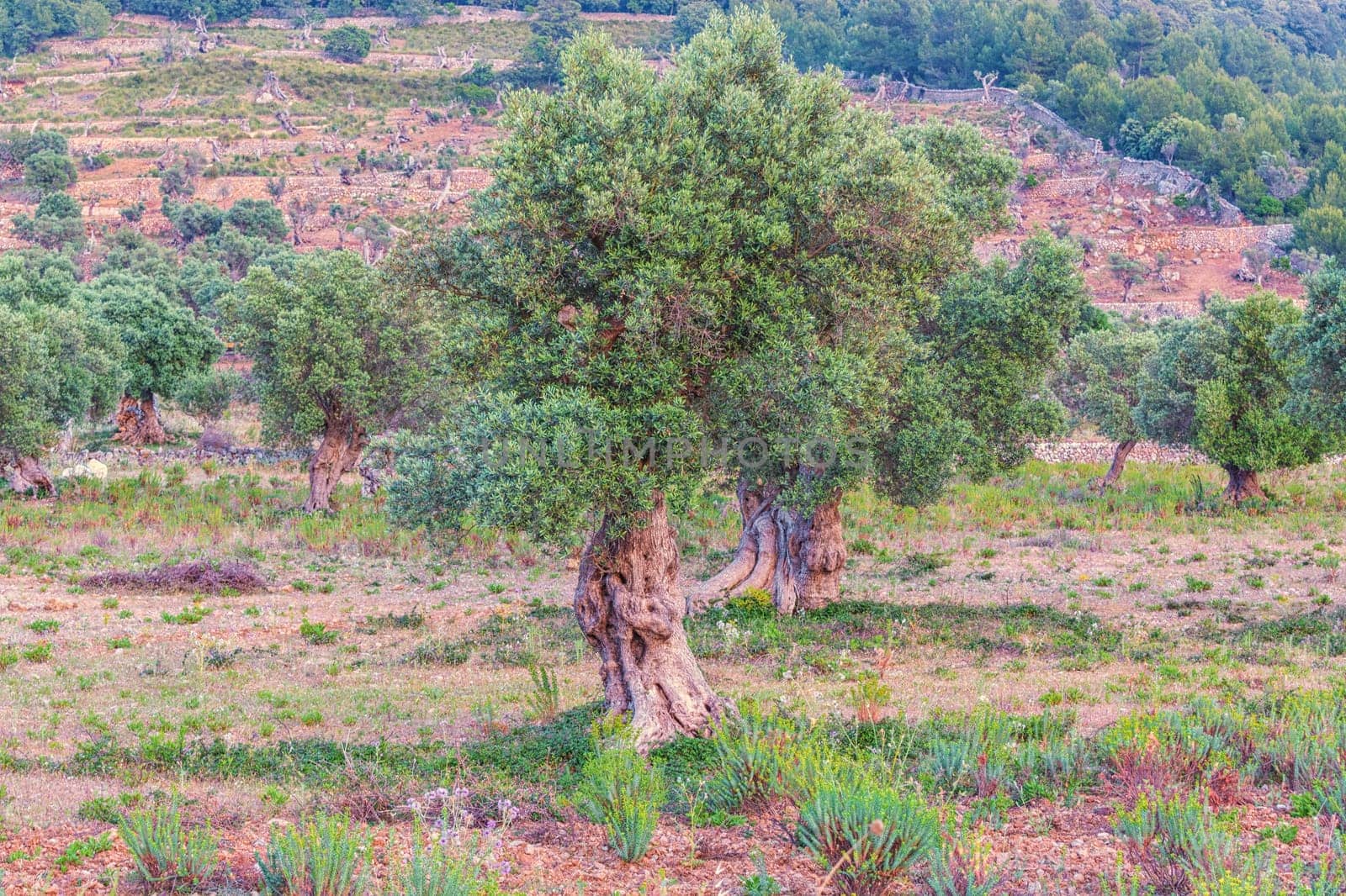 Olive trees in a row. Olive tree plantation in Mallorca in Spain..