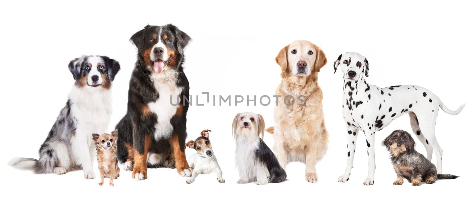 many different dog breeds against a white background,cronies