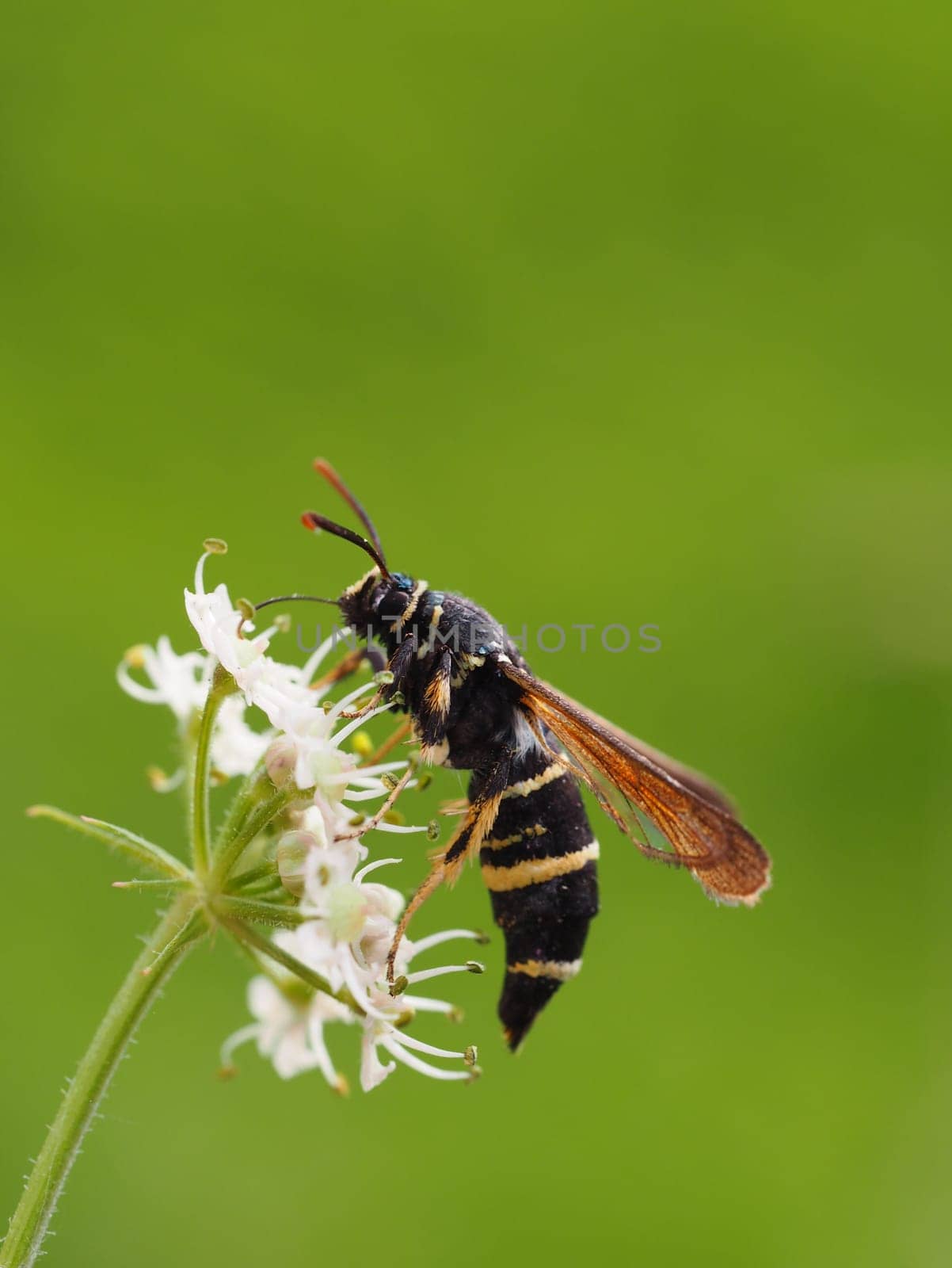 Small poplar glass wing - Paranthrene tabaniformis - Auesee Wesel