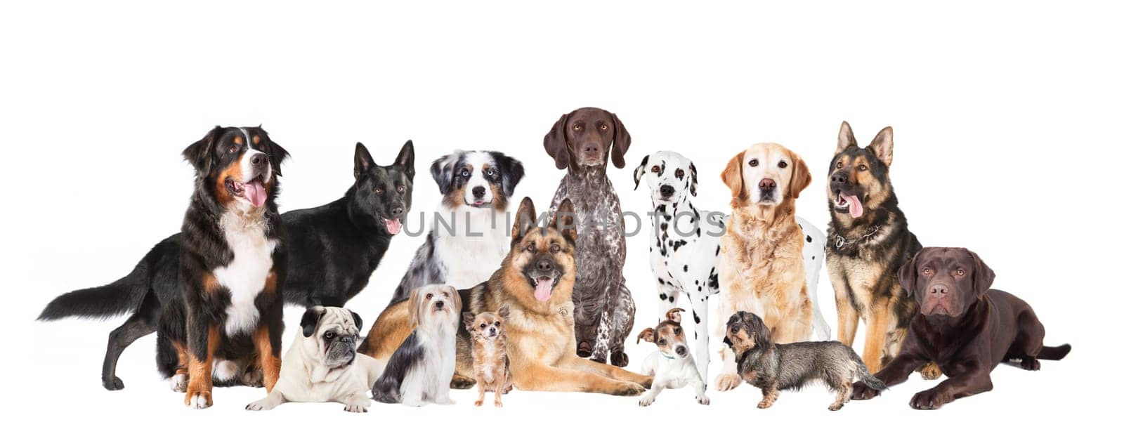 many different dog breeds against a white background,cronies