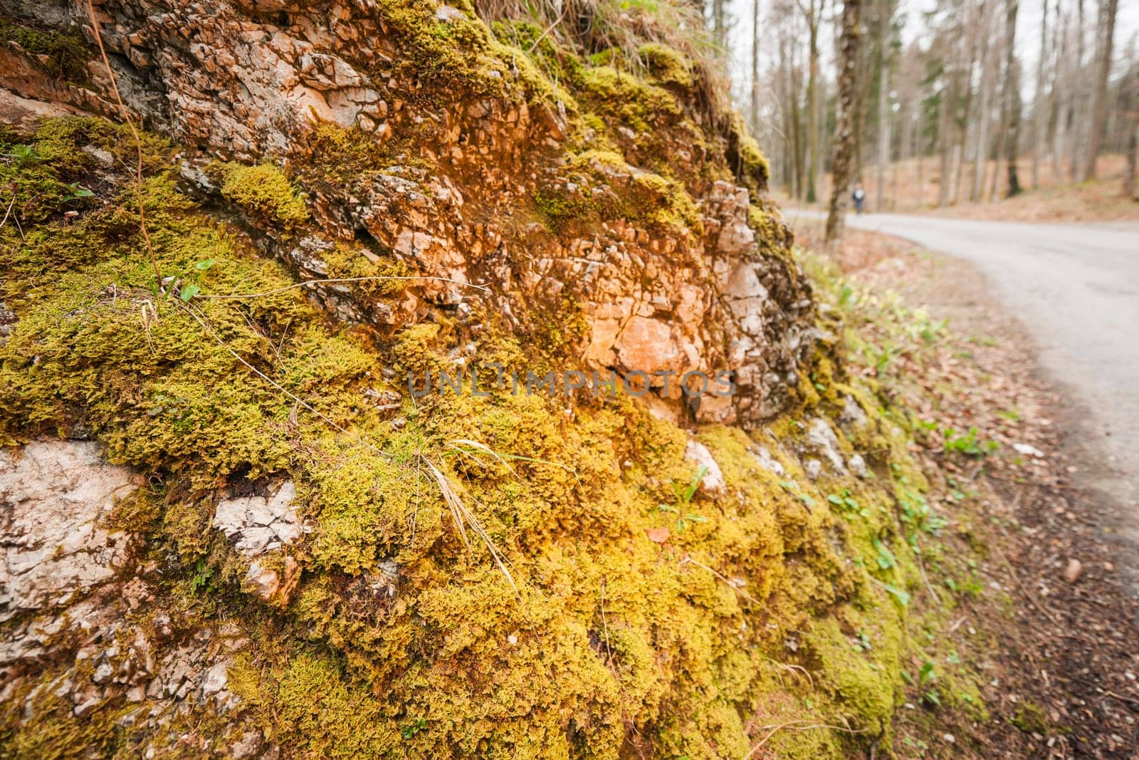 Rock face with moss on a hiking trail in the Bavarian Allgäu in autumn