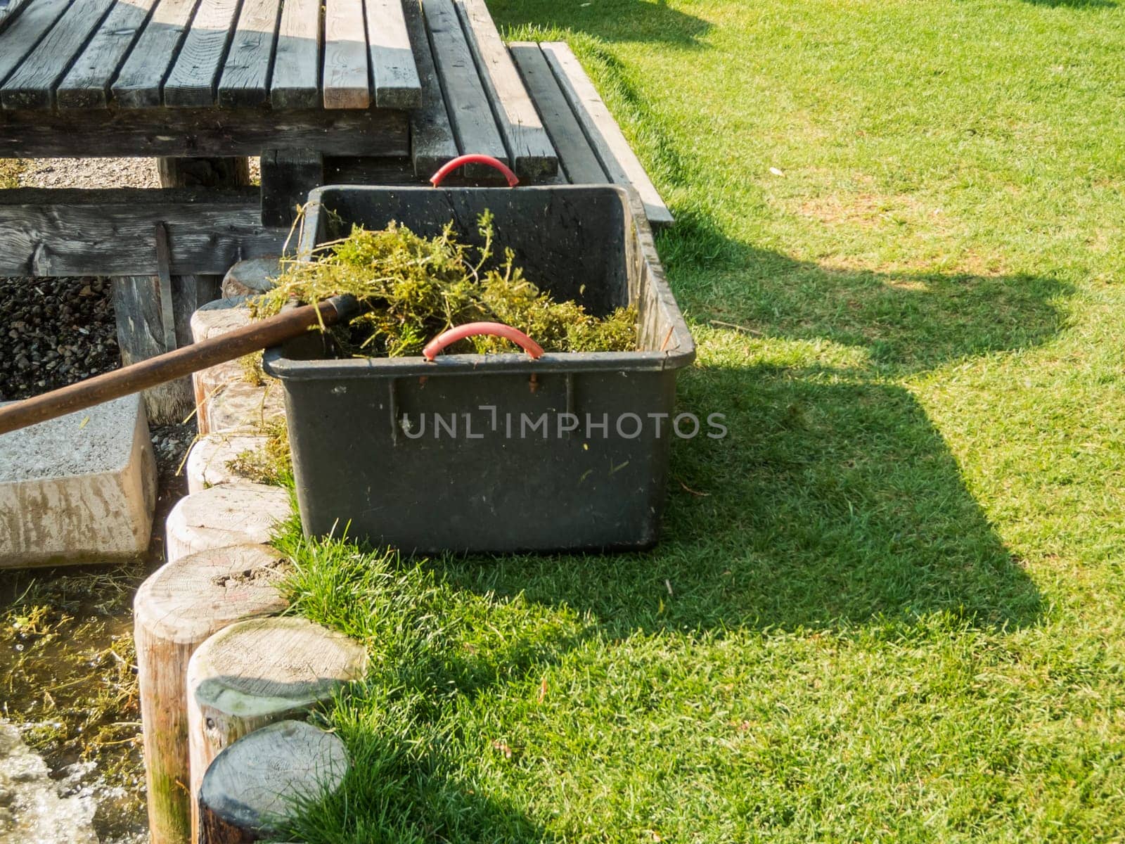 Plastic container filled with large mermaid (lat. Najas marina) on the shores of Lake Caldaro.