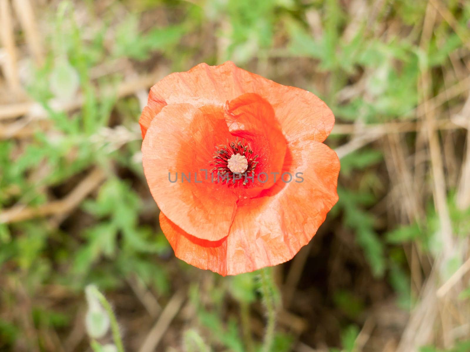 a red poppy up close in perfect light  England  UK