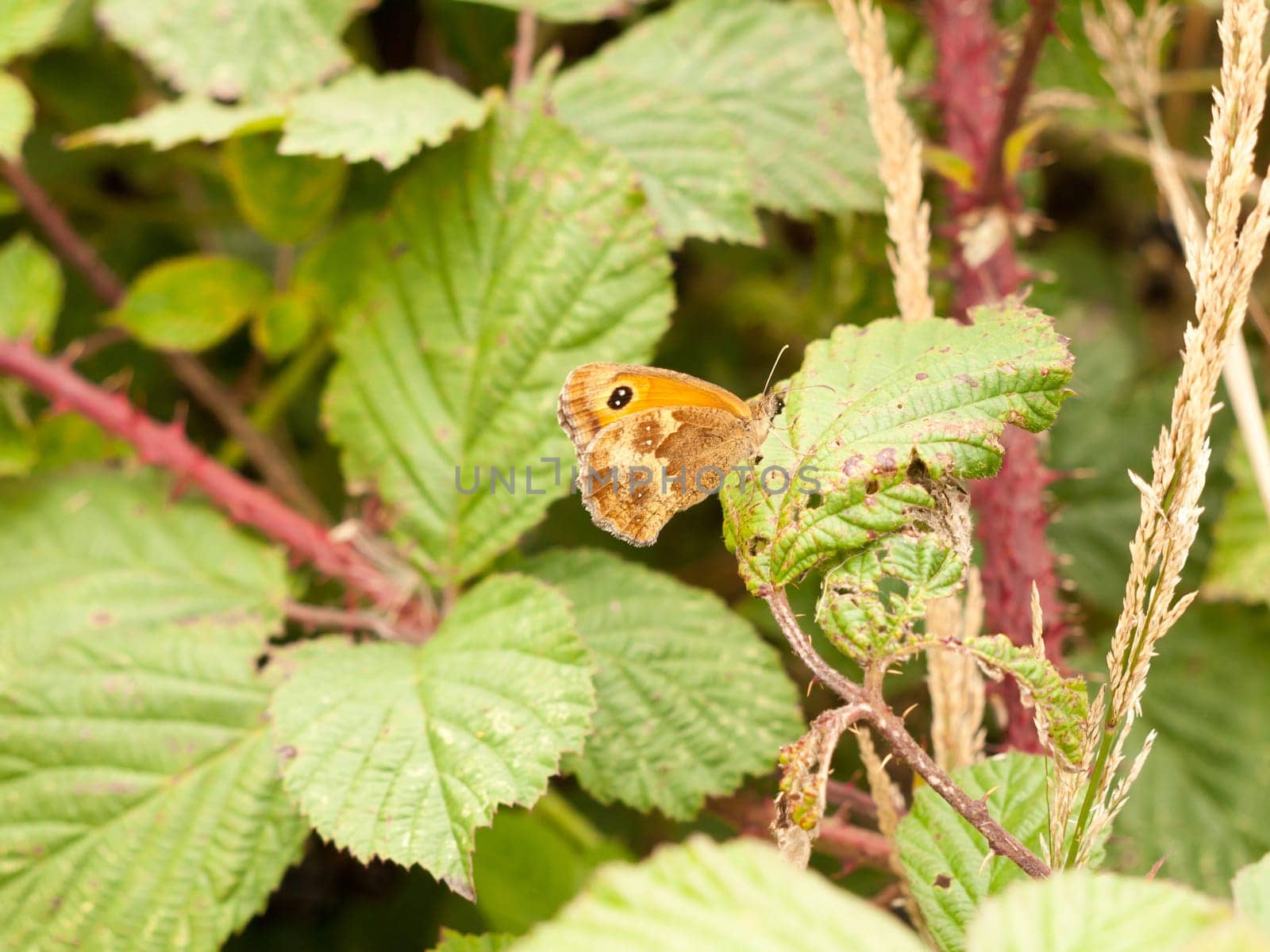 a ringlet butterfly resting on a leaf  England  UK