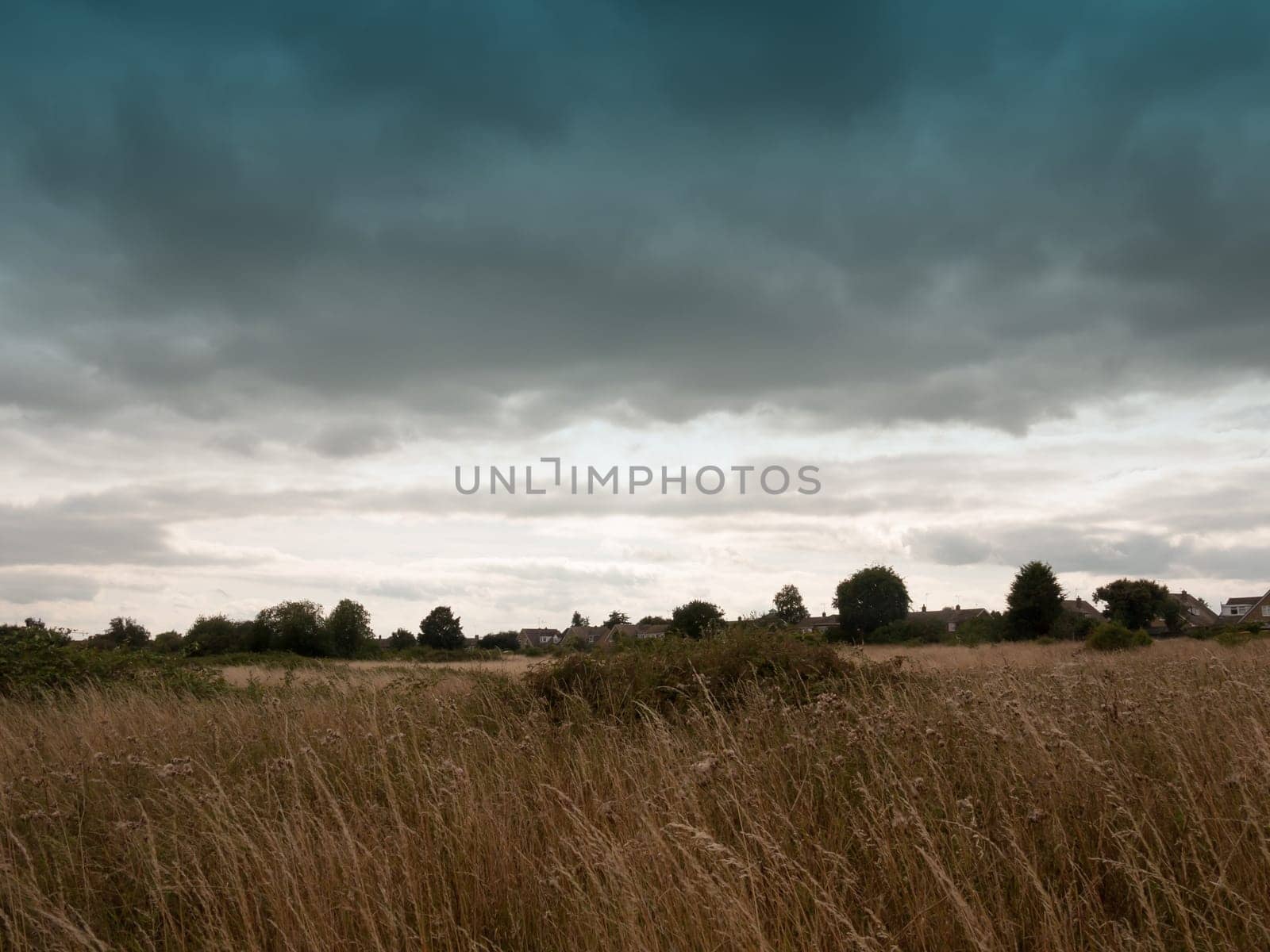 an empty back field lot with reeds grass and sky  England  UK