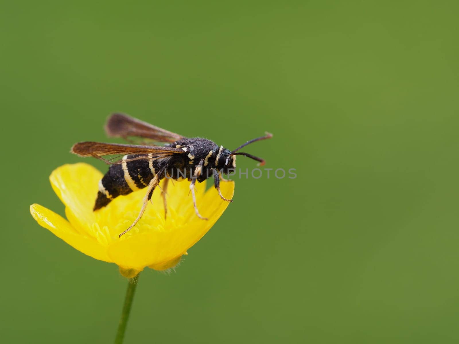 Small poplar glass wing - Paranthrene tabaniformis - Auesee Wesel
