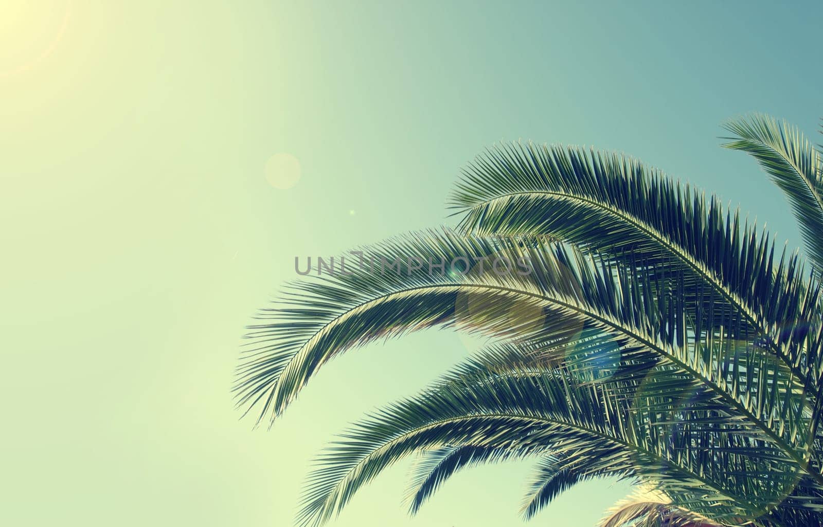 Palm tree on a Sardinian beach, retro film toned with lens flare and space for text on the left side