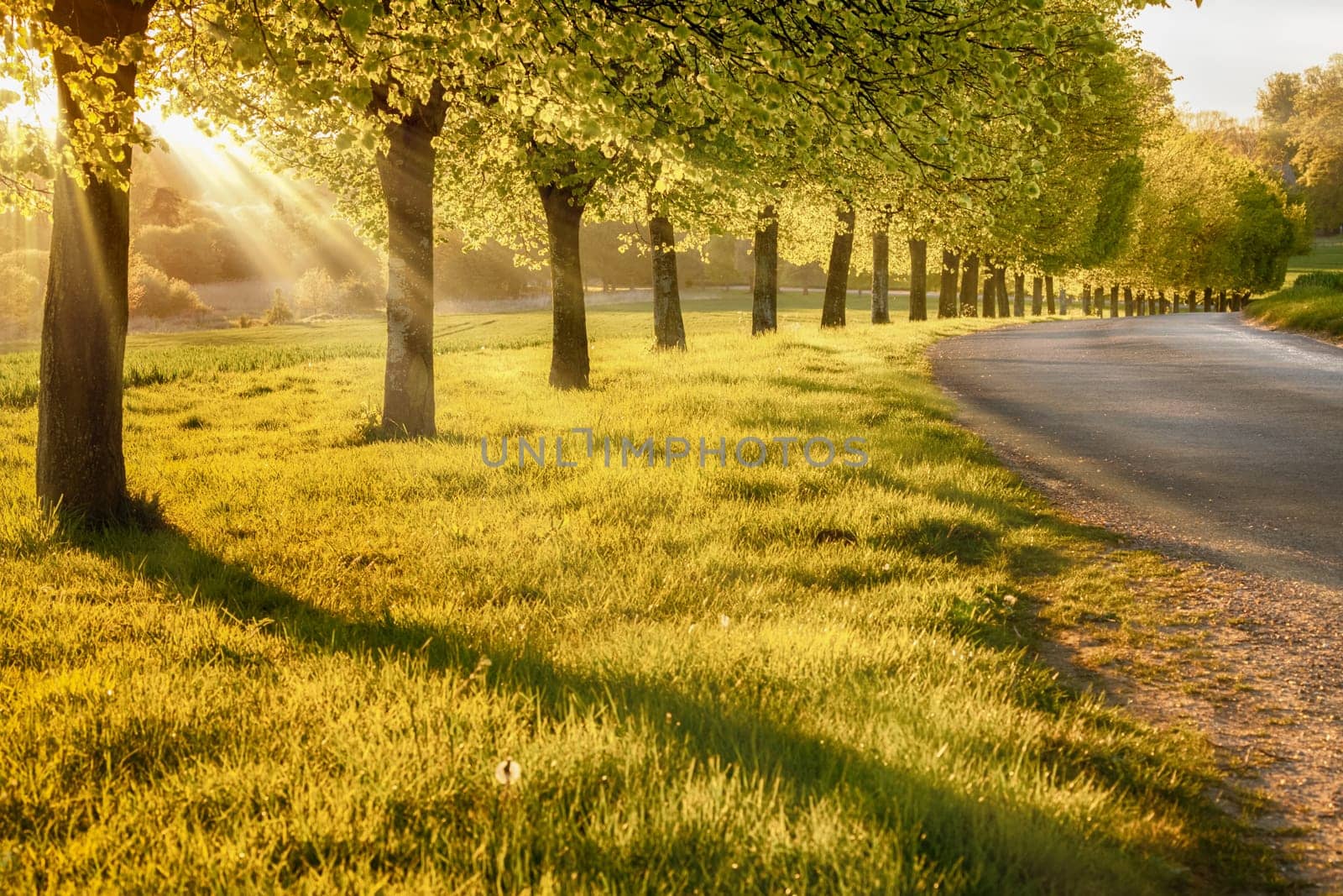 Beautiful sunset through a row of spring trees, next to a quiet rural road in Norfolk England