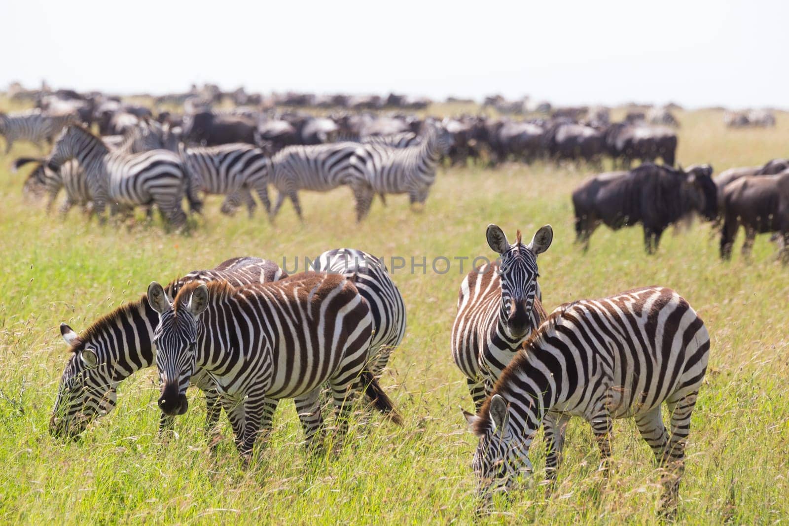 Big herd of Zebras and Wildebeests grazing in Serengeti National Park in Tanzania, East Africa. Equus quaggas and Connochaetes.