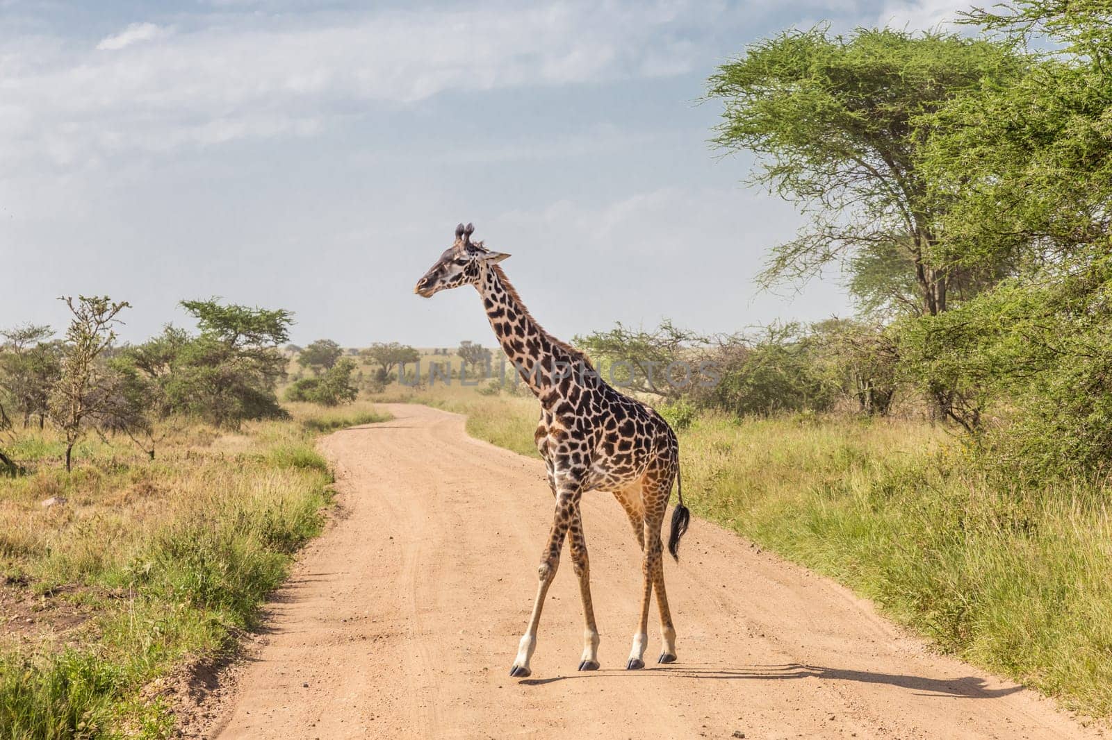 Solitary wild giraffe crossing dirt road in Amboseli national park, Kenya.