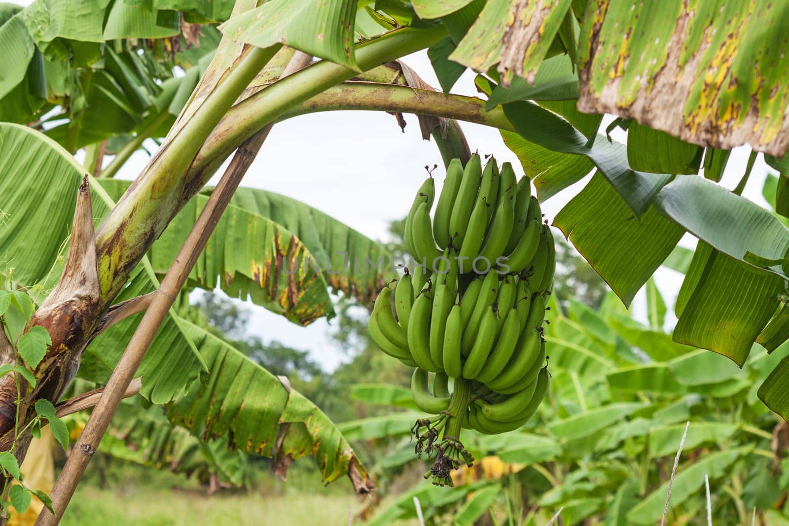 Banana tree on the tree,agriculture with tropical fruit
