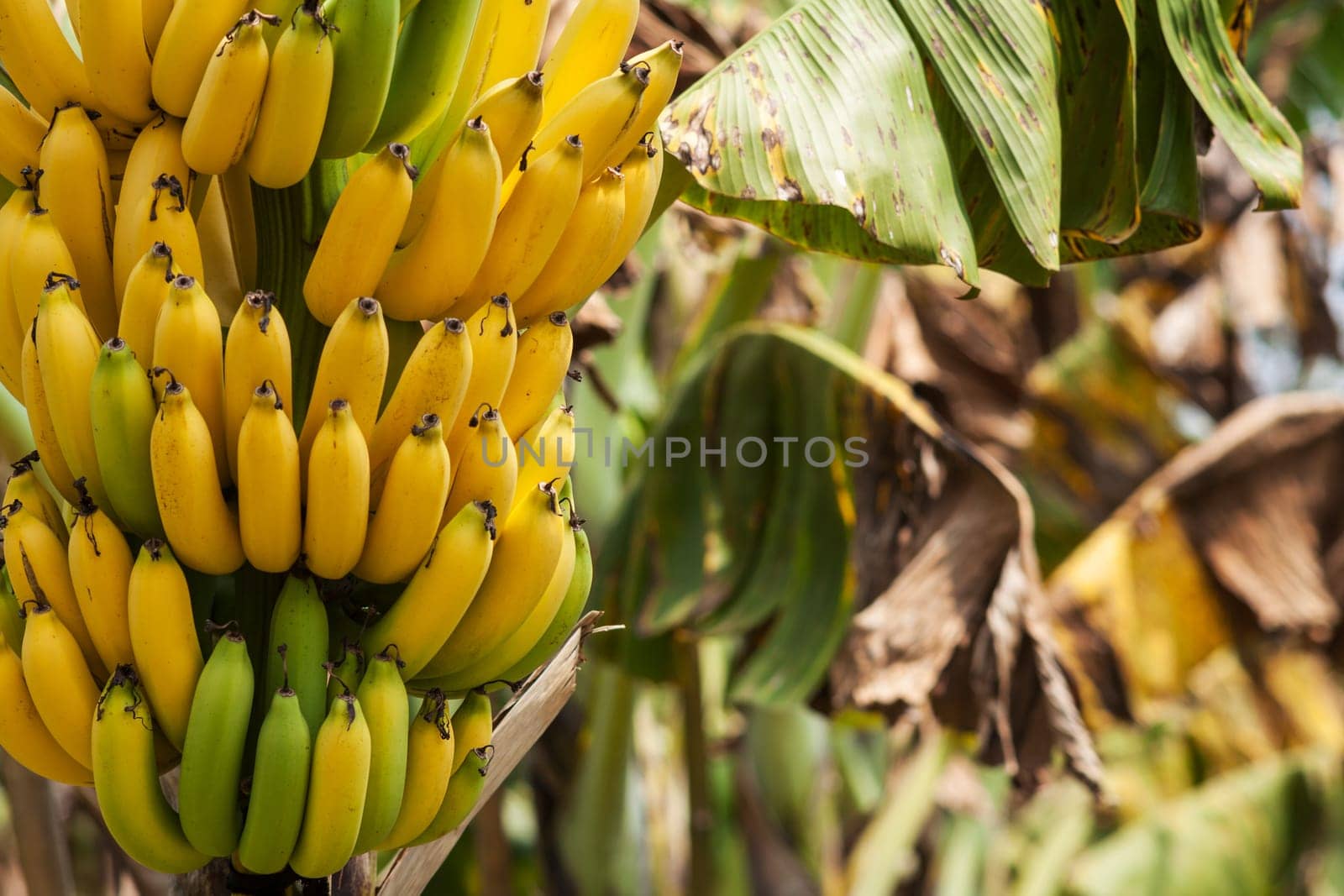 Banana tree,perennial with tropical fruit