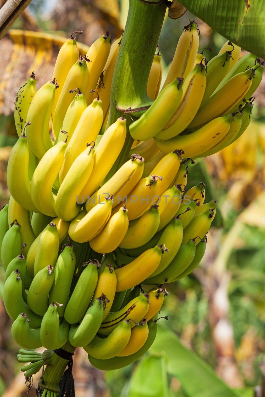 Banana tree,perennial with tropical fruit