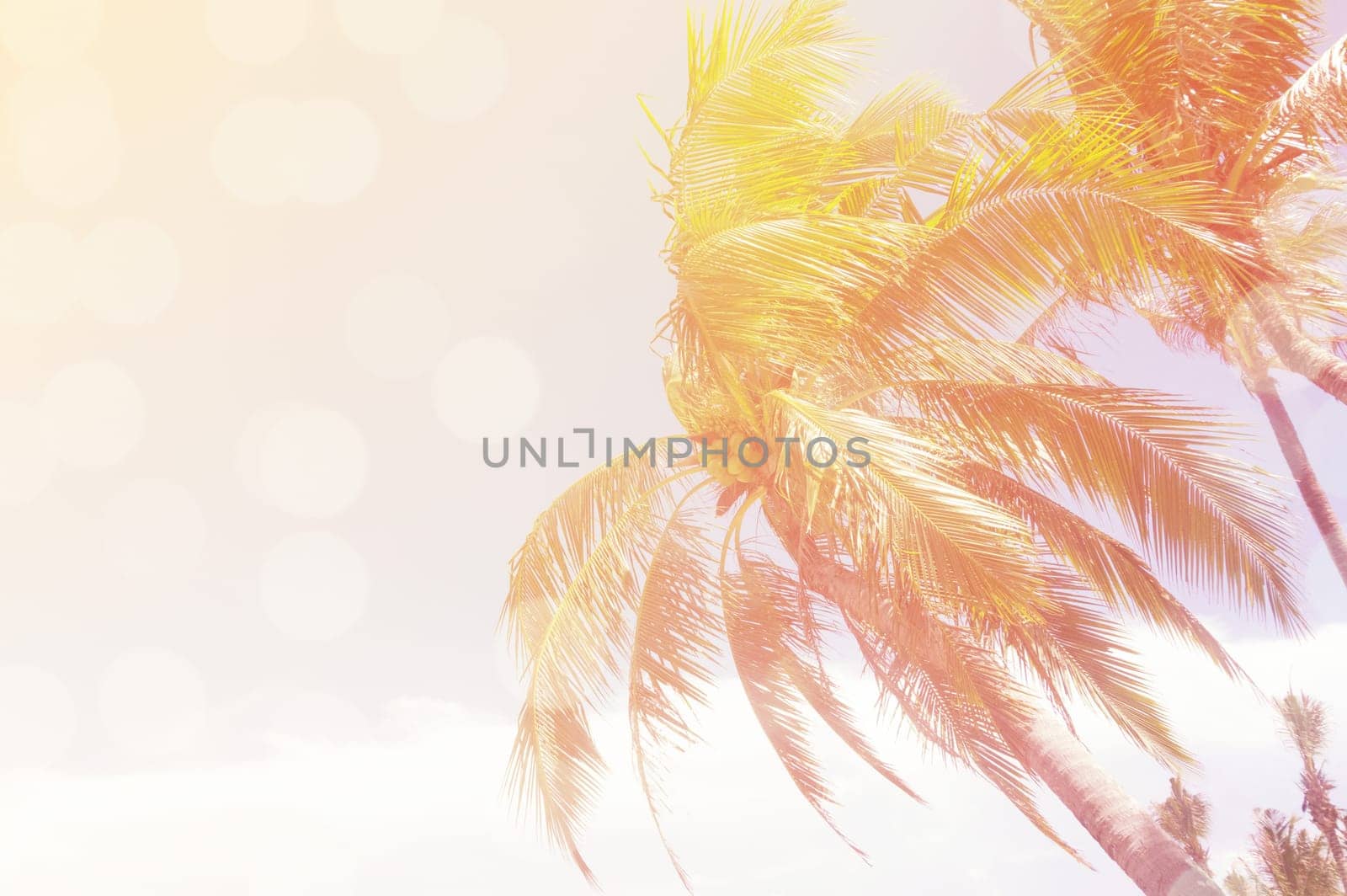 coconut trees over clear sky on day with sun light retro effect image for summer fun party travel concept.
