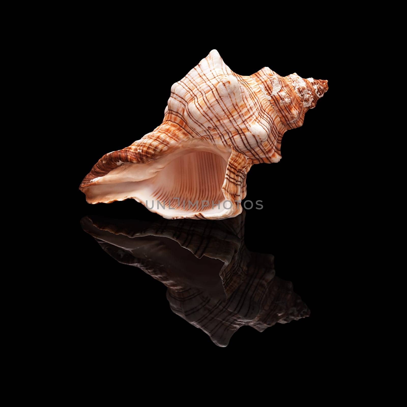 Sea shell with real reflection on black glossy background isolated