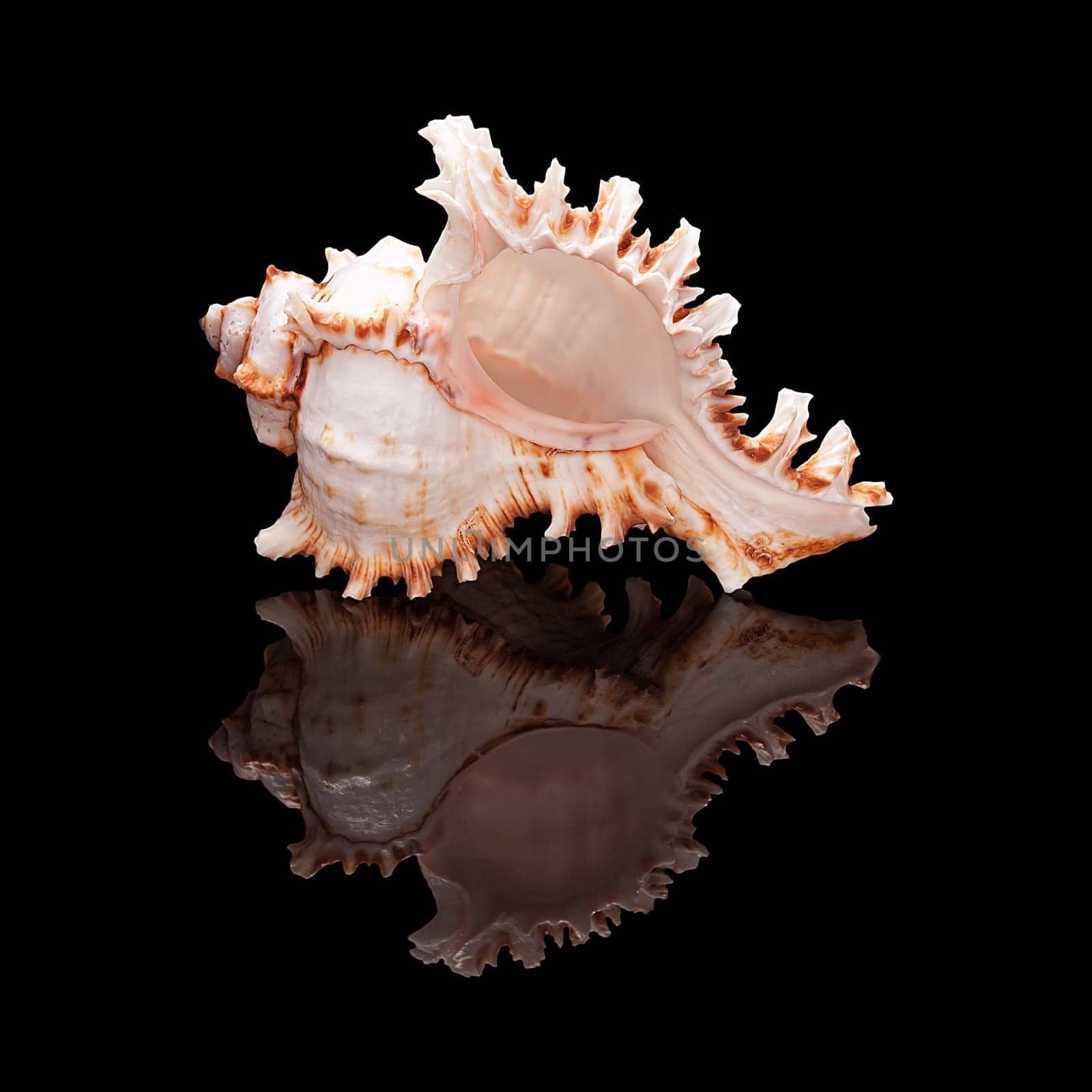 Sea shell with real reflection on black glossy background isolated
