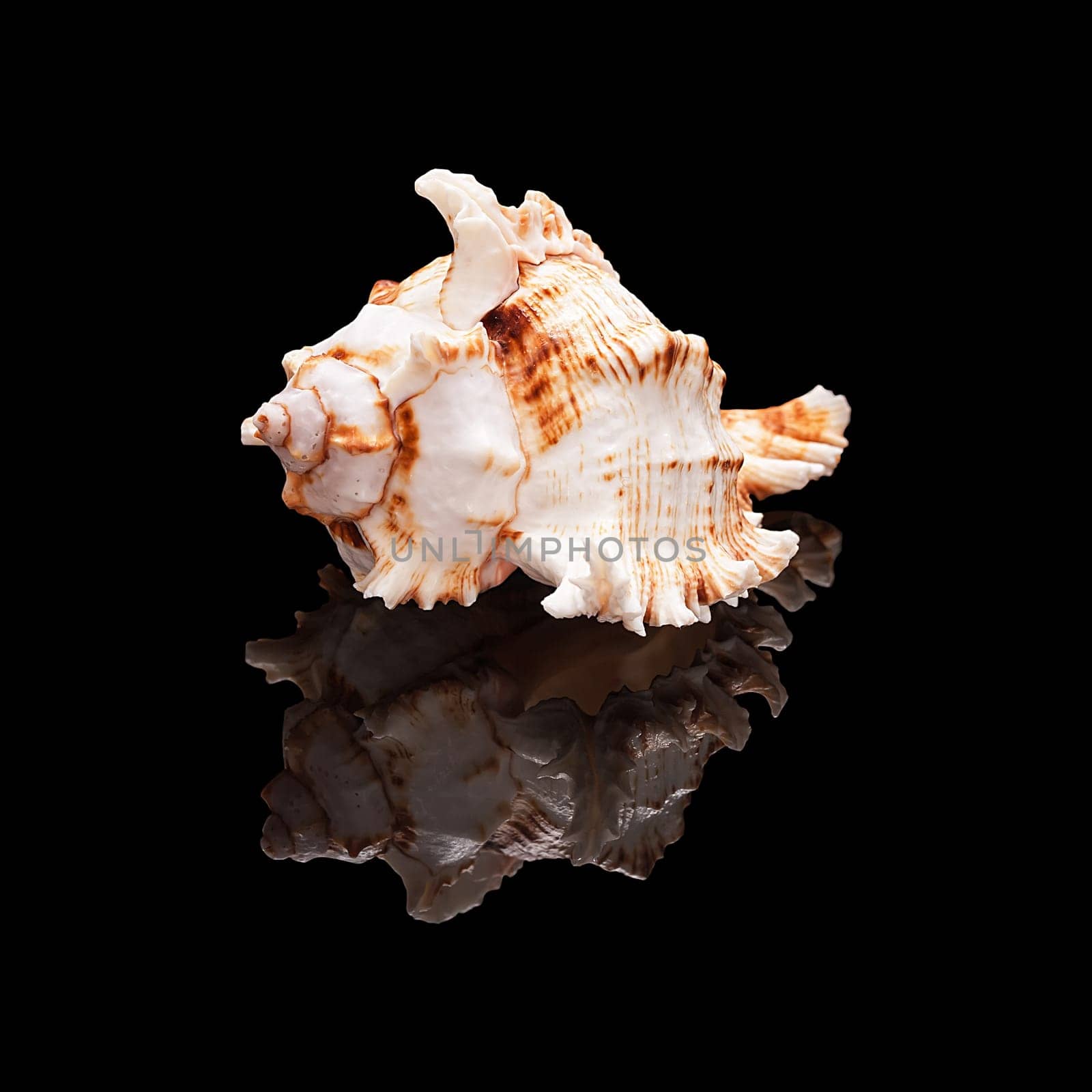 Sea shell with real reflection on black glossy background isolated
