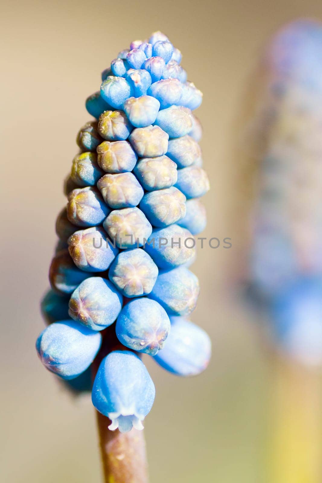 Macro photo about a little blue flower at spring.