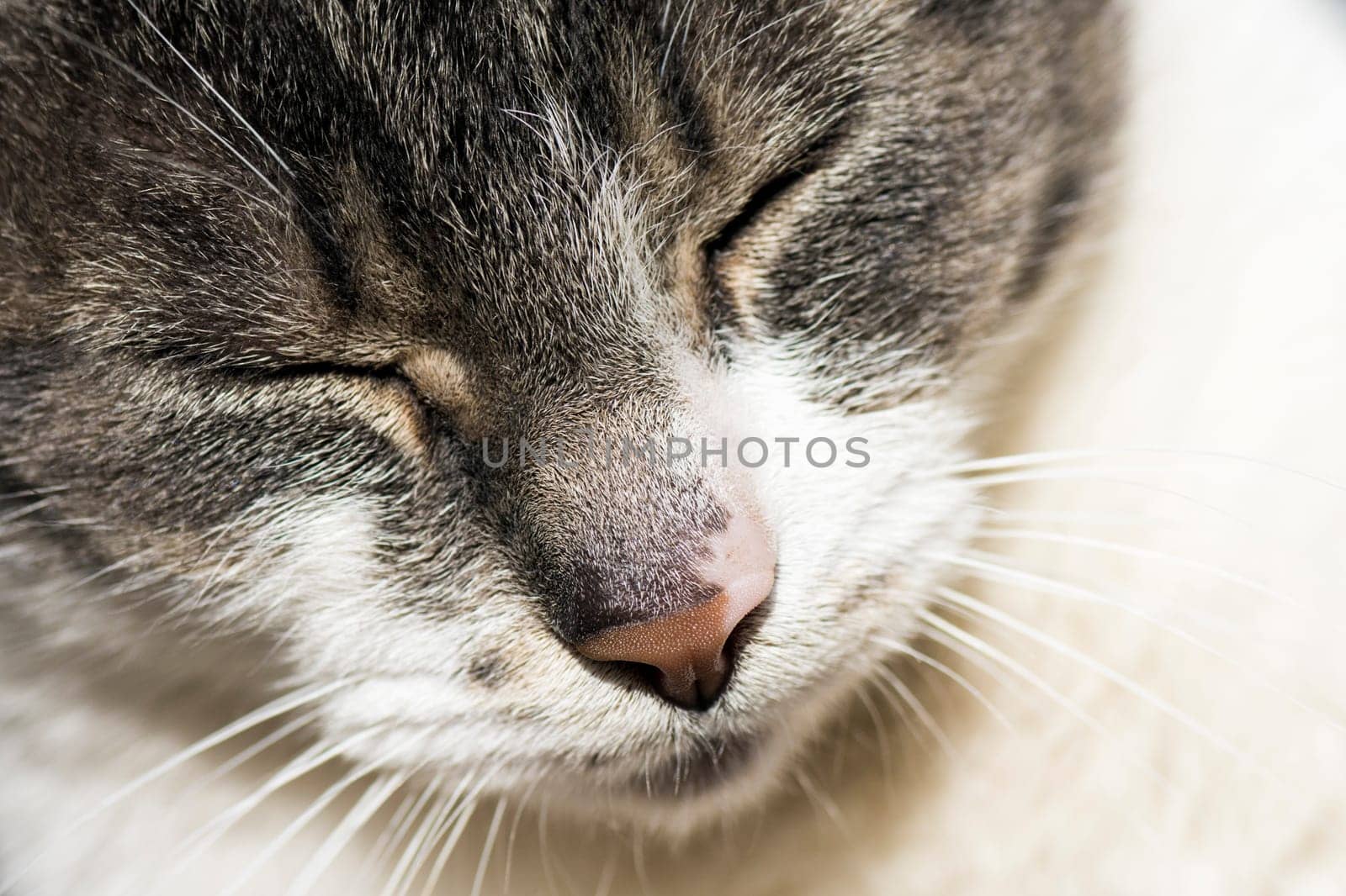 Close-up photo about a portrait of sleeping cat.