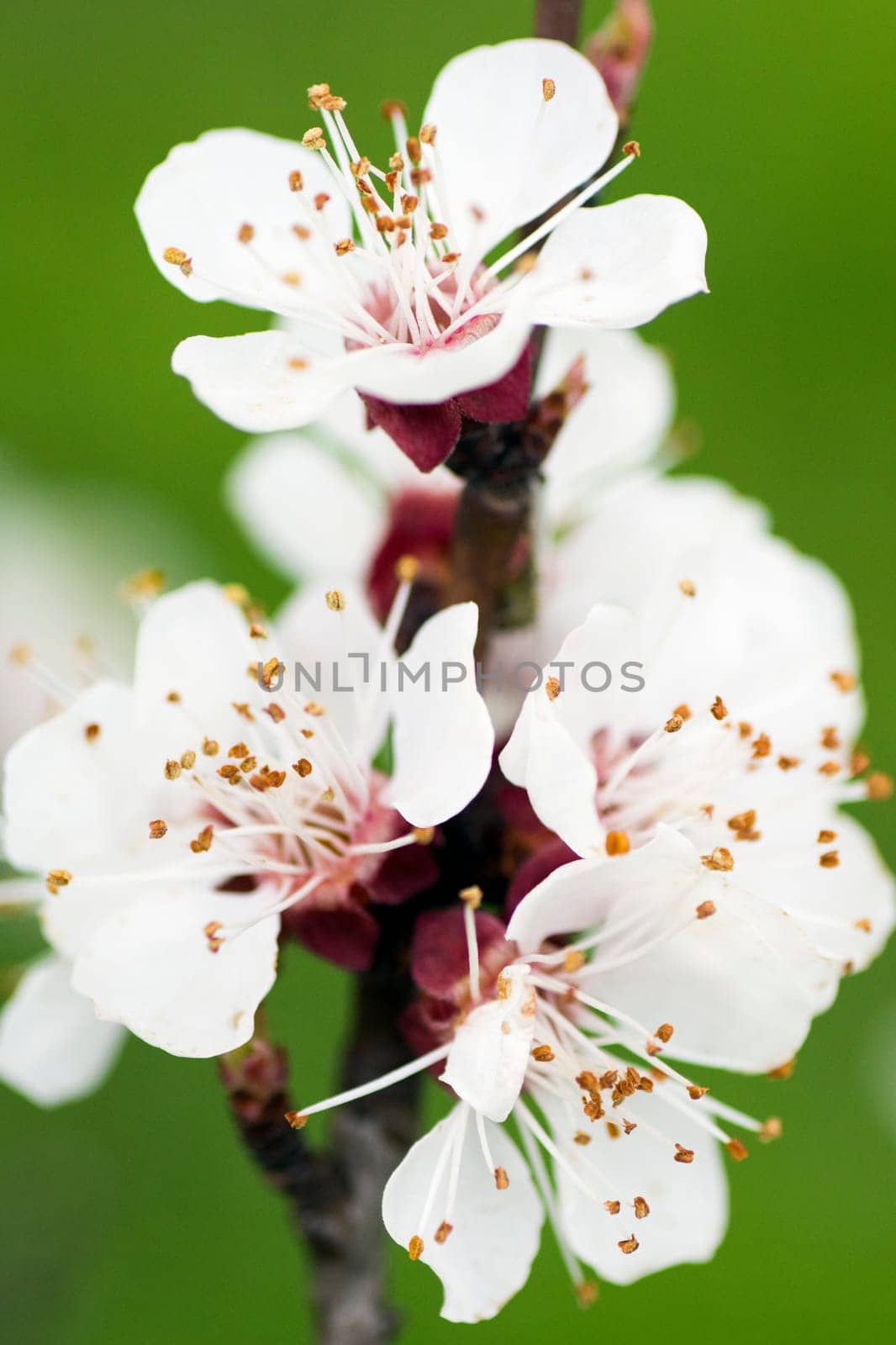 Macro photo about the flower on blooming apricot tree at spring.