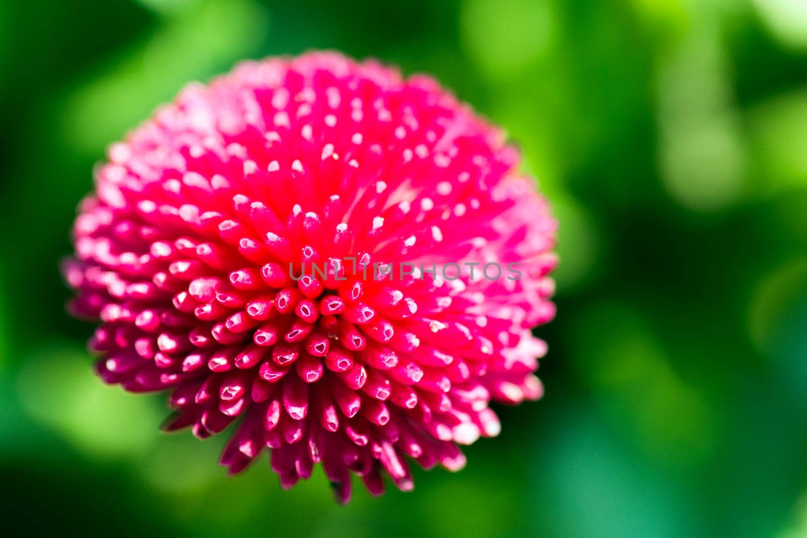 Macro photo about a pink flower on green background.