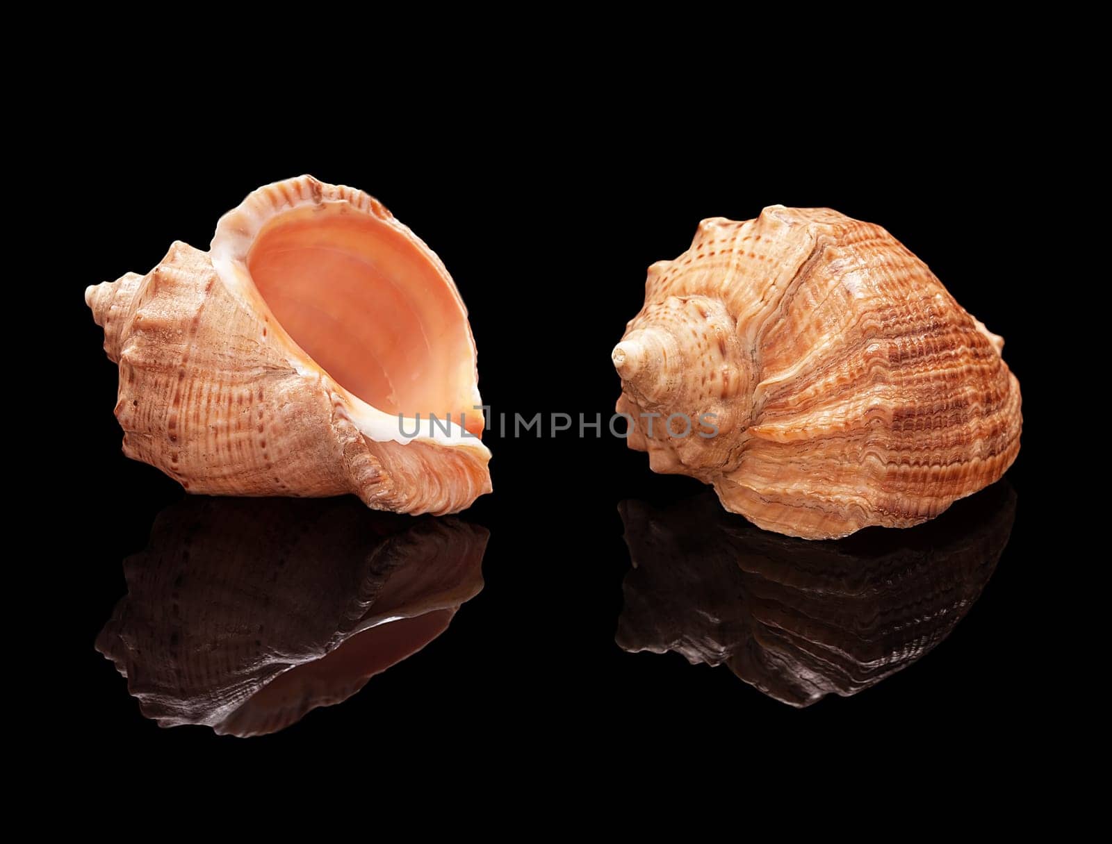 Sea shell set with real reflection on black glossy background isolated