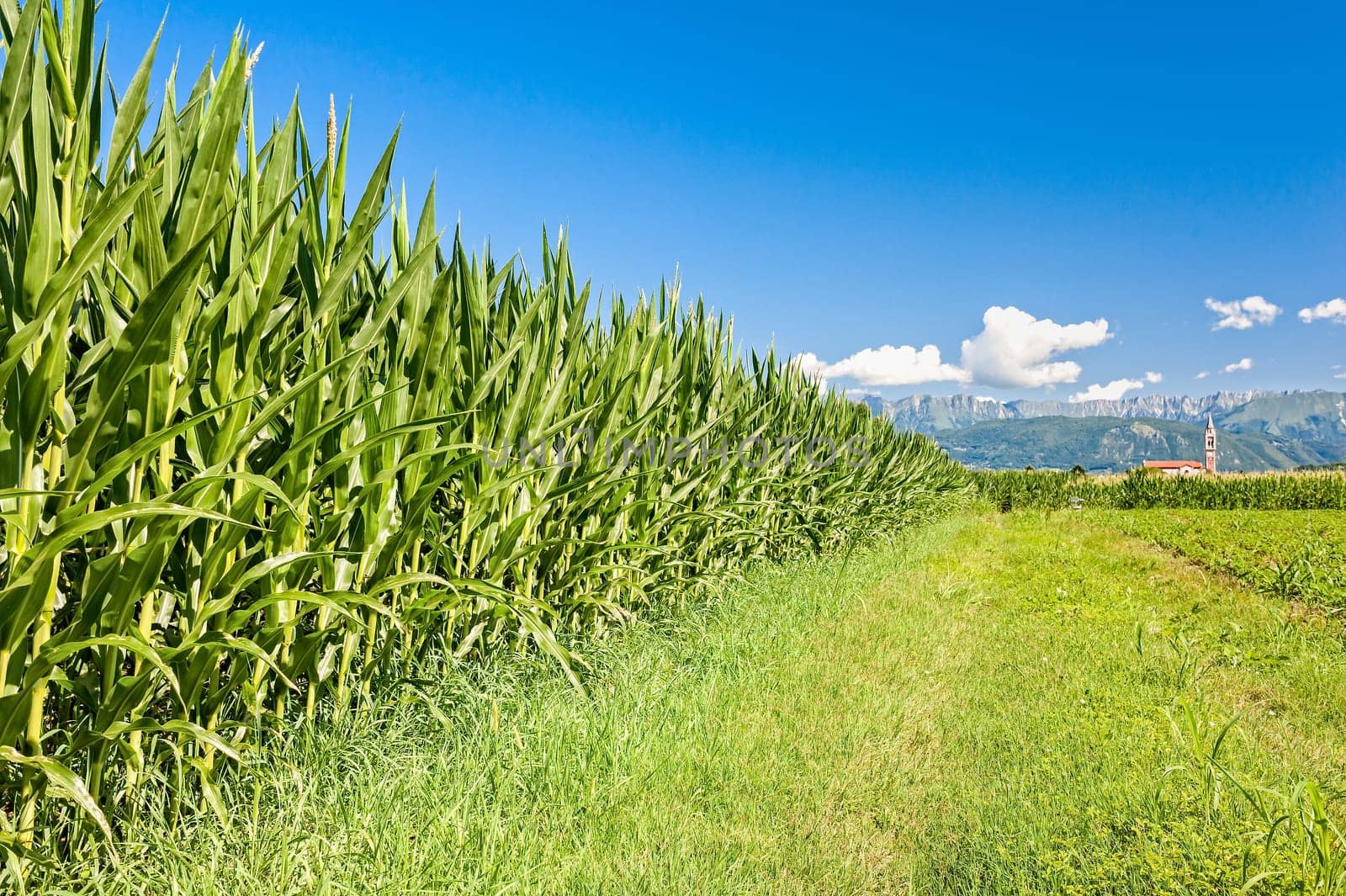 Agricultural landscape. Field of corn, mountains and blue sky with clouds.