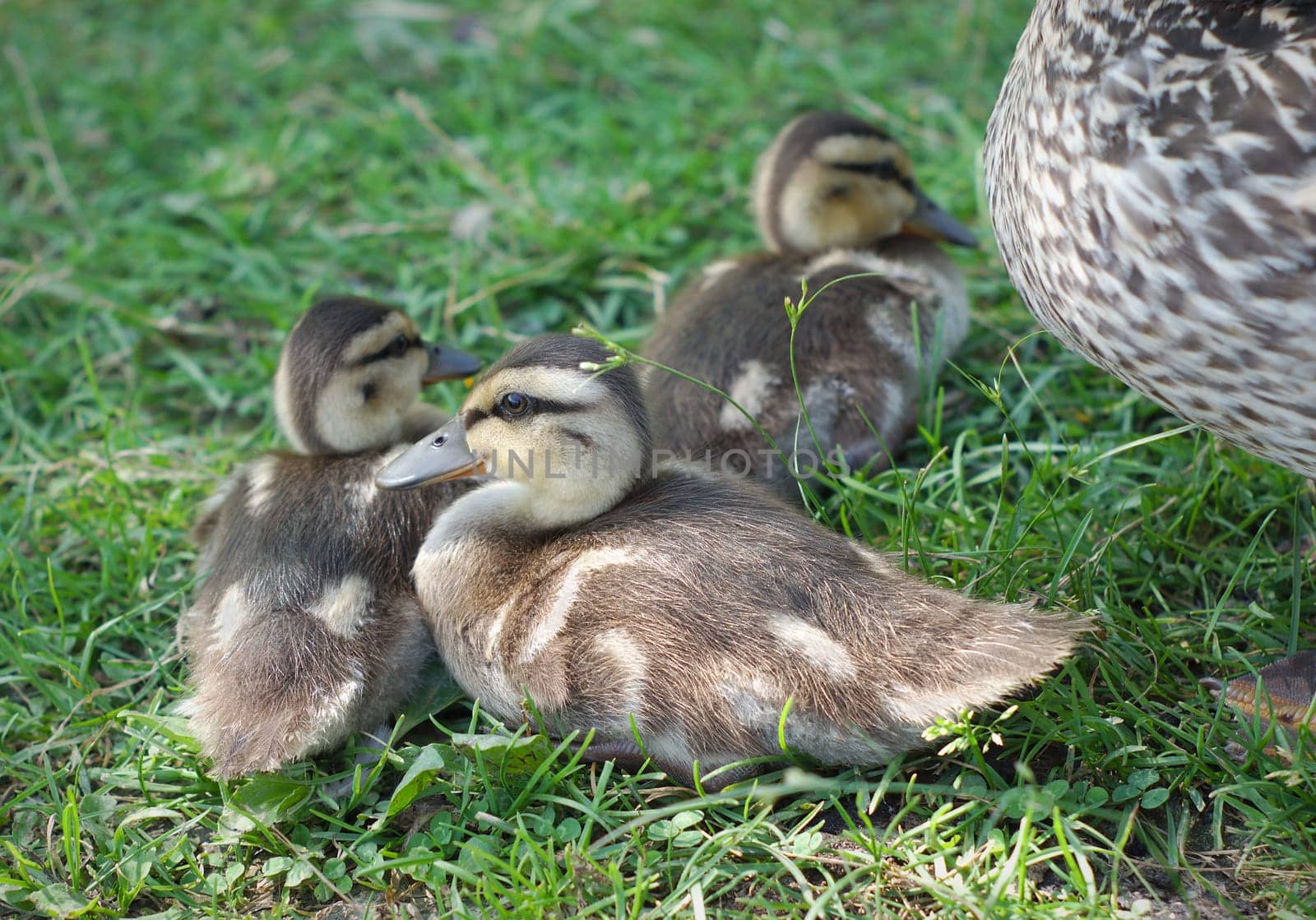 baby ducks family birds young mallard newborn