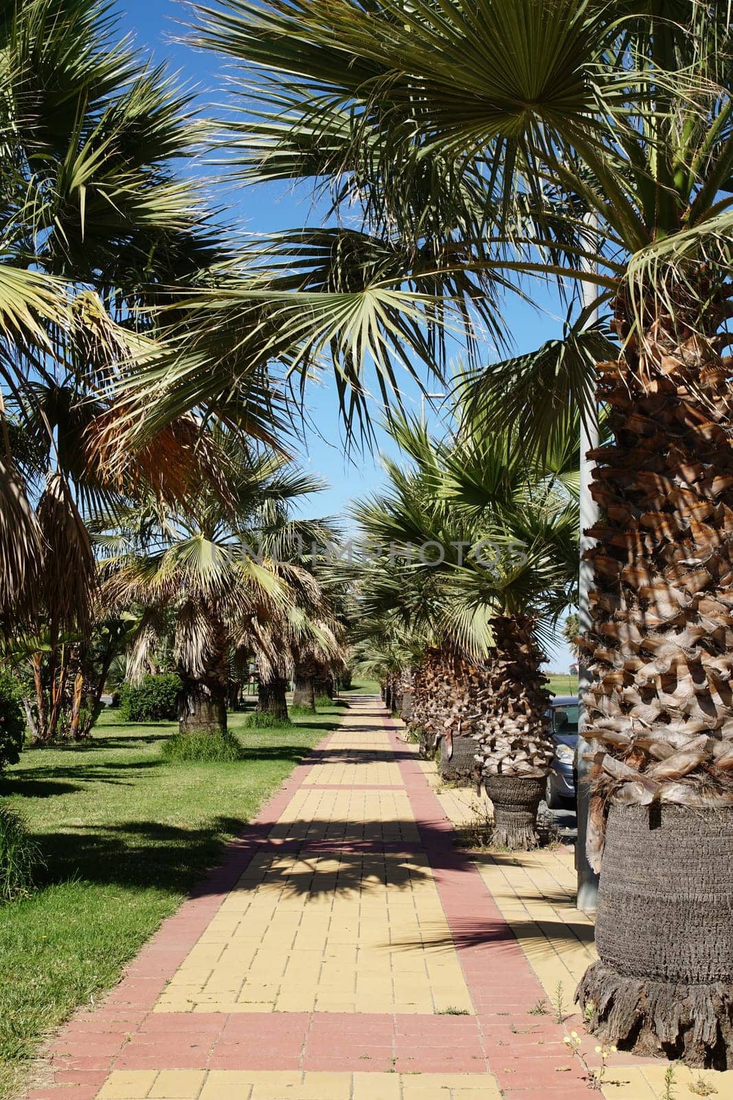 Palm Avenue in Isla Canela Spain