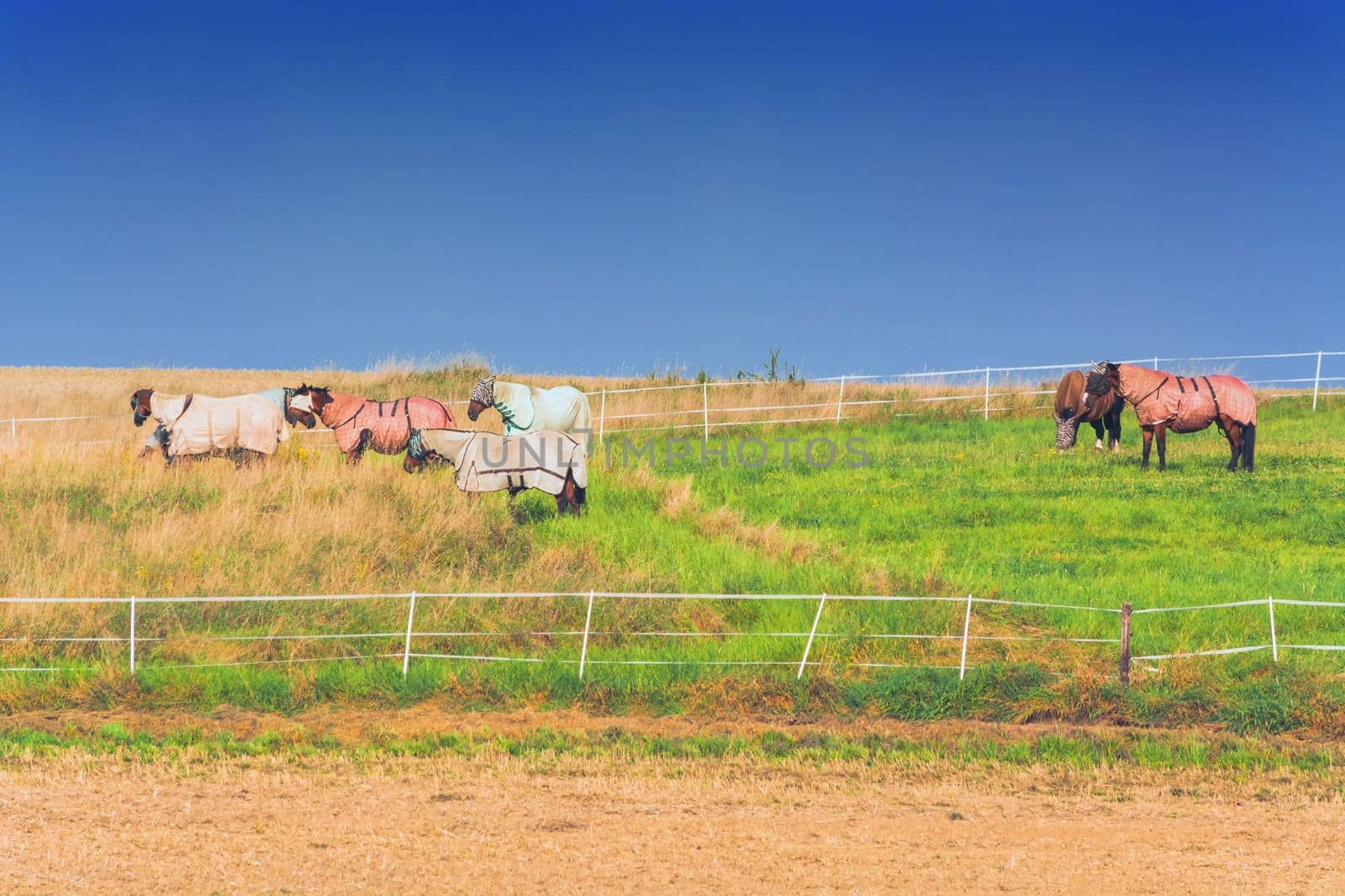 Six horses with different colored blankets.