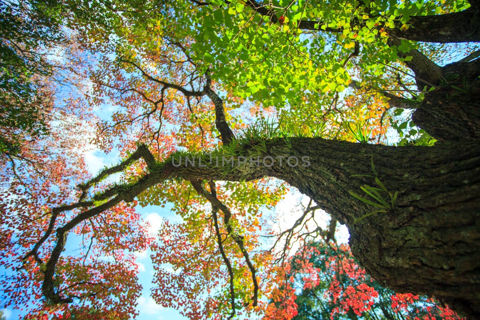 The fall season with beautiful maple color at Nara Park, Japan