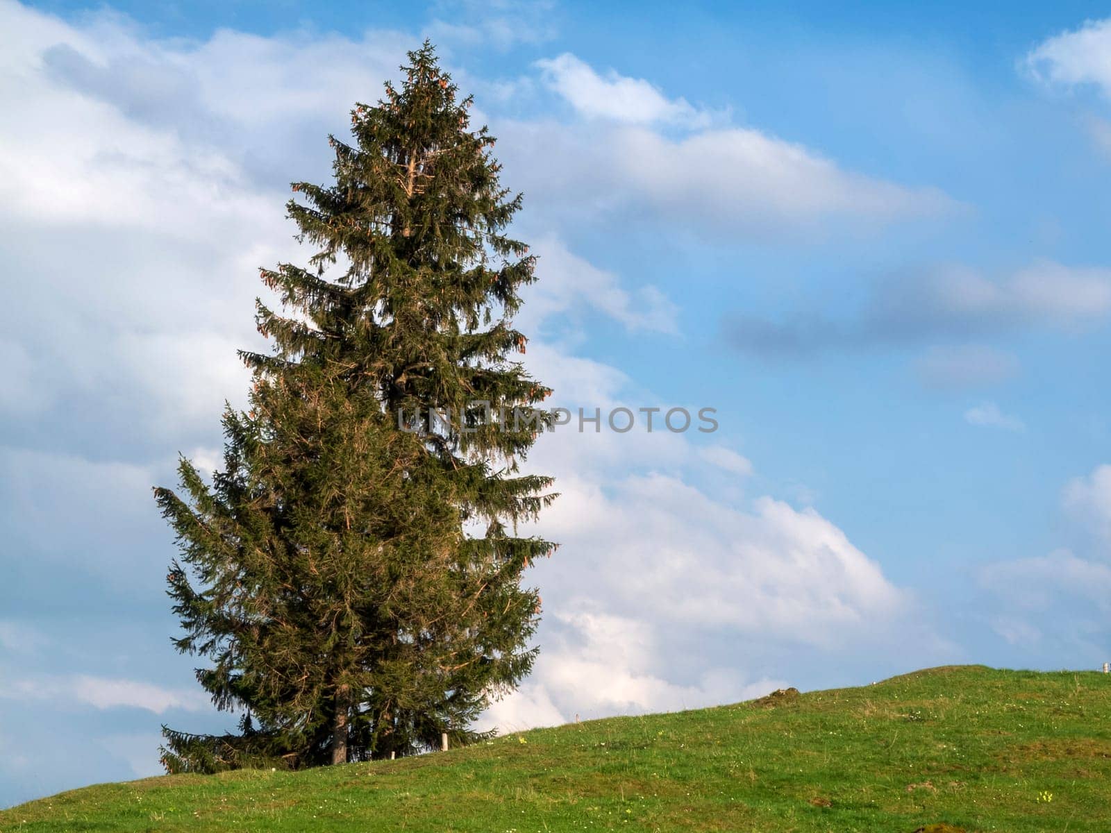 Cattle pasture on Hügeli in the Allgäu with individually standing fir (lat. apis) in front of blue sky with white clouds.