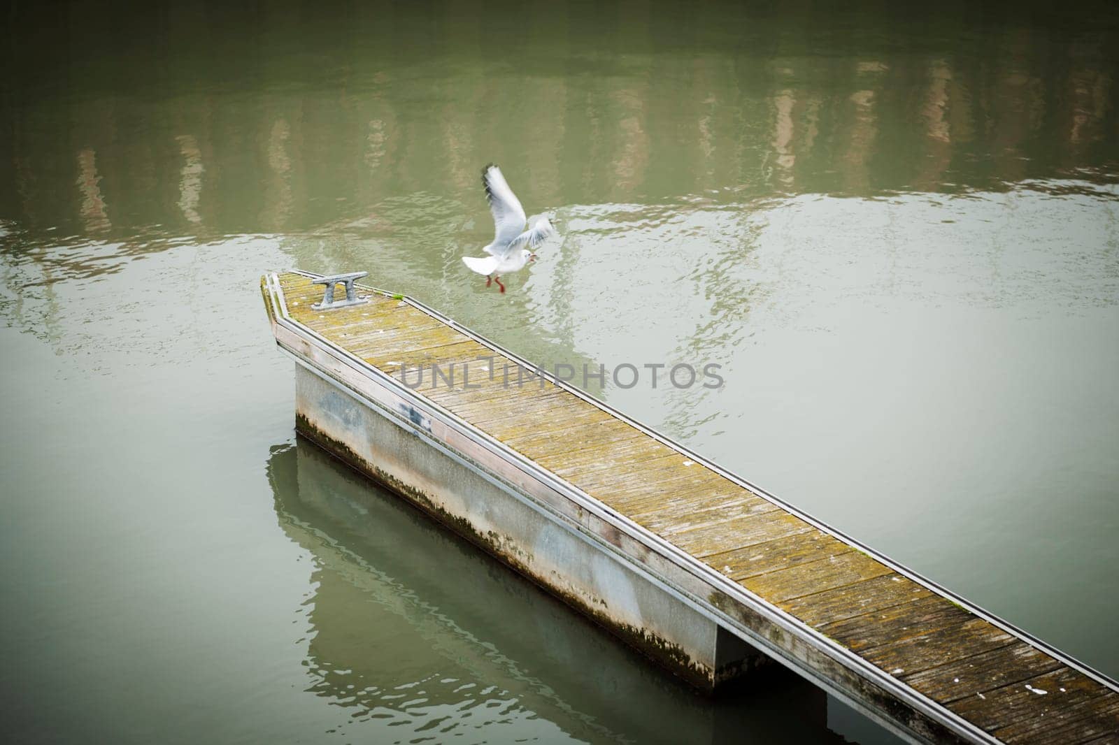 Jetty in the harbour of Bensersiel with seagull taking off