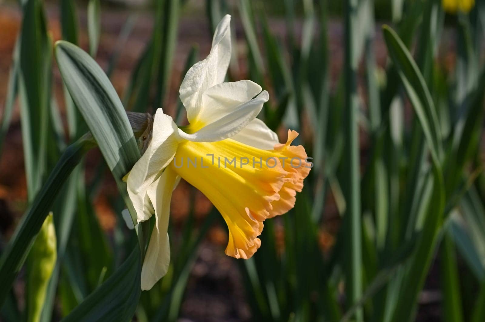 Narcissus of the Salome variety - the Daffodil flower is called Salome