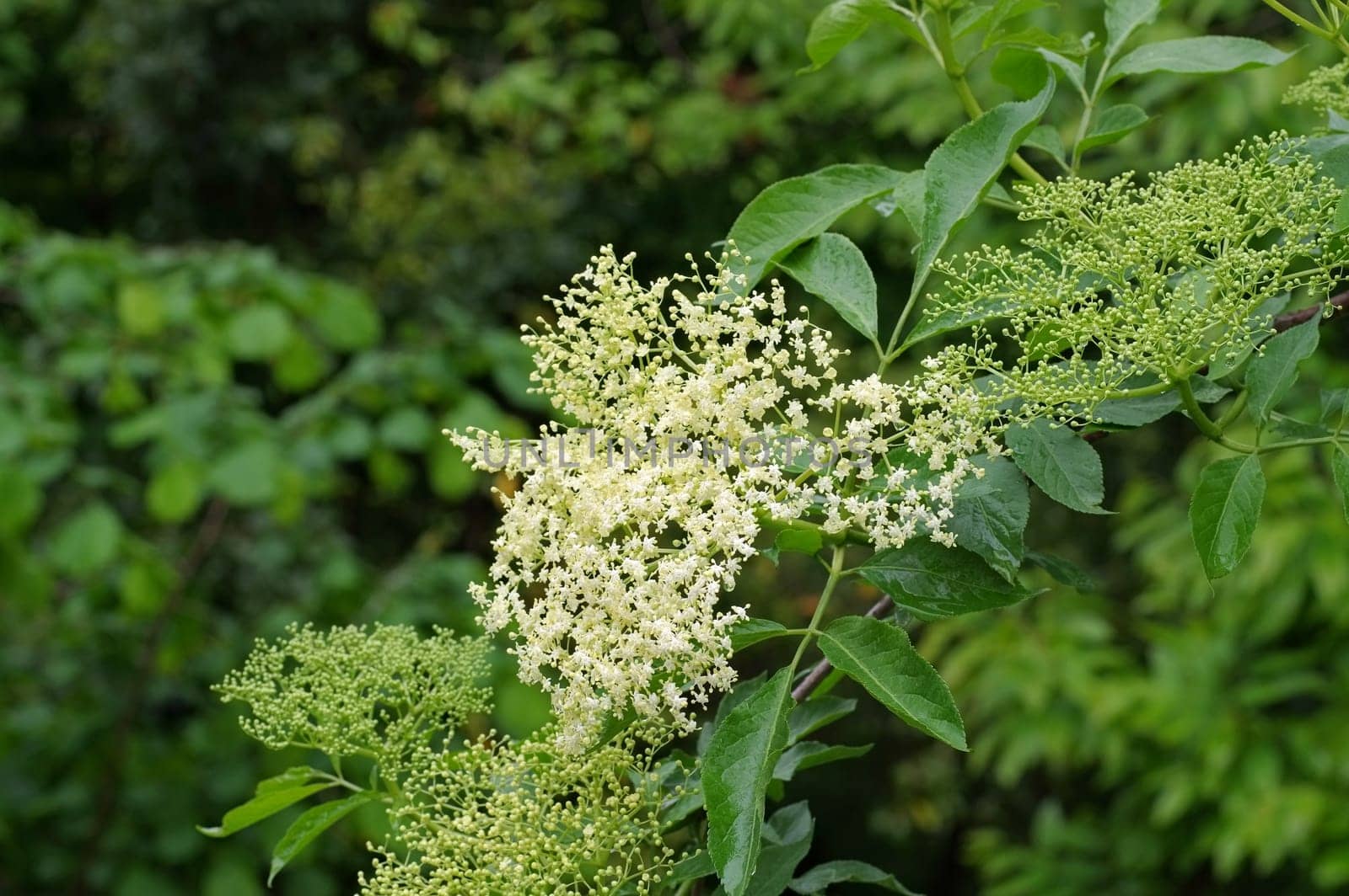 Elderflower - white elder flower in springtime