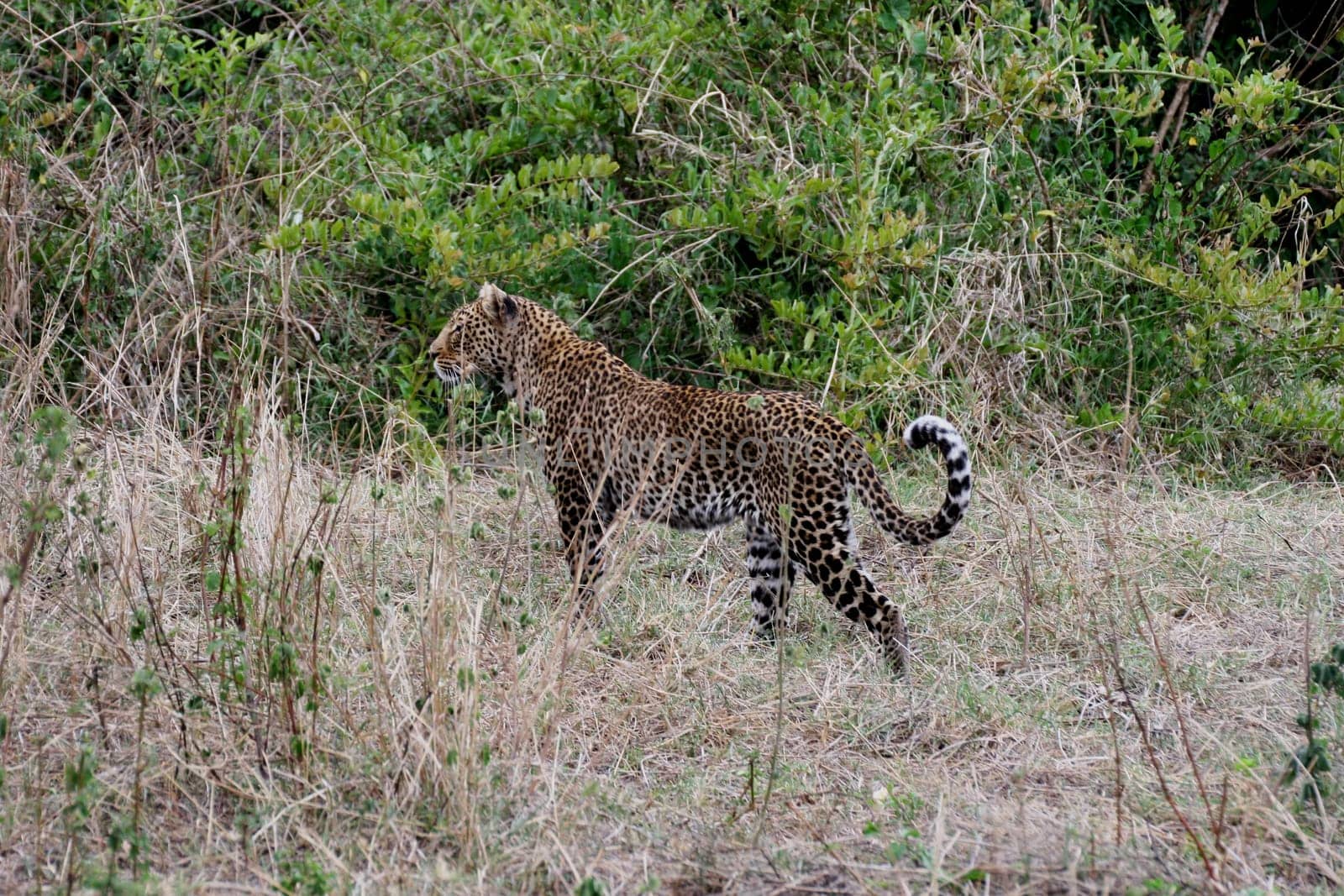 Leopard Kenya Africa savannah wild animal cat mammal