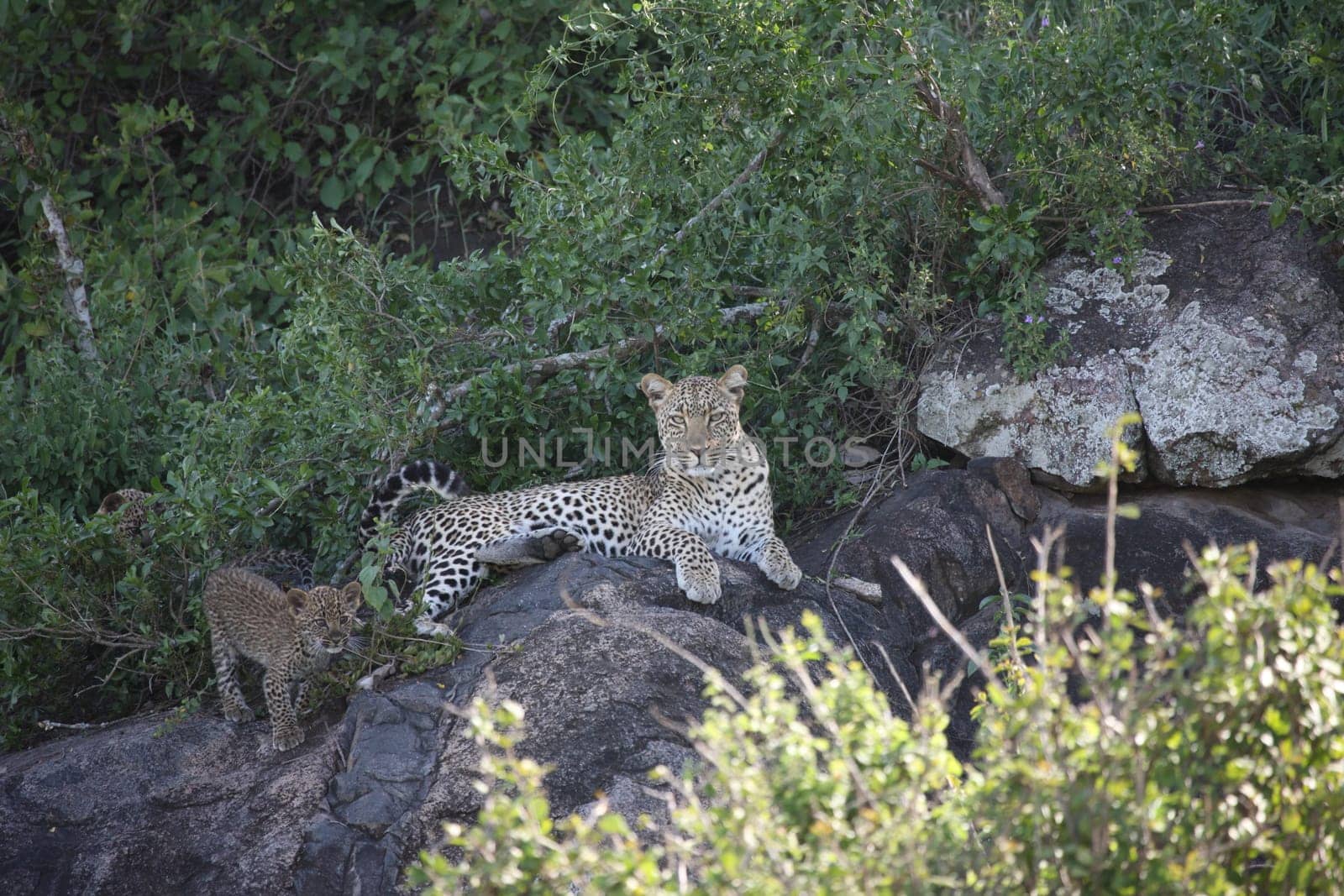 Leopard Kenya Africa savannah wild animal cat mammal